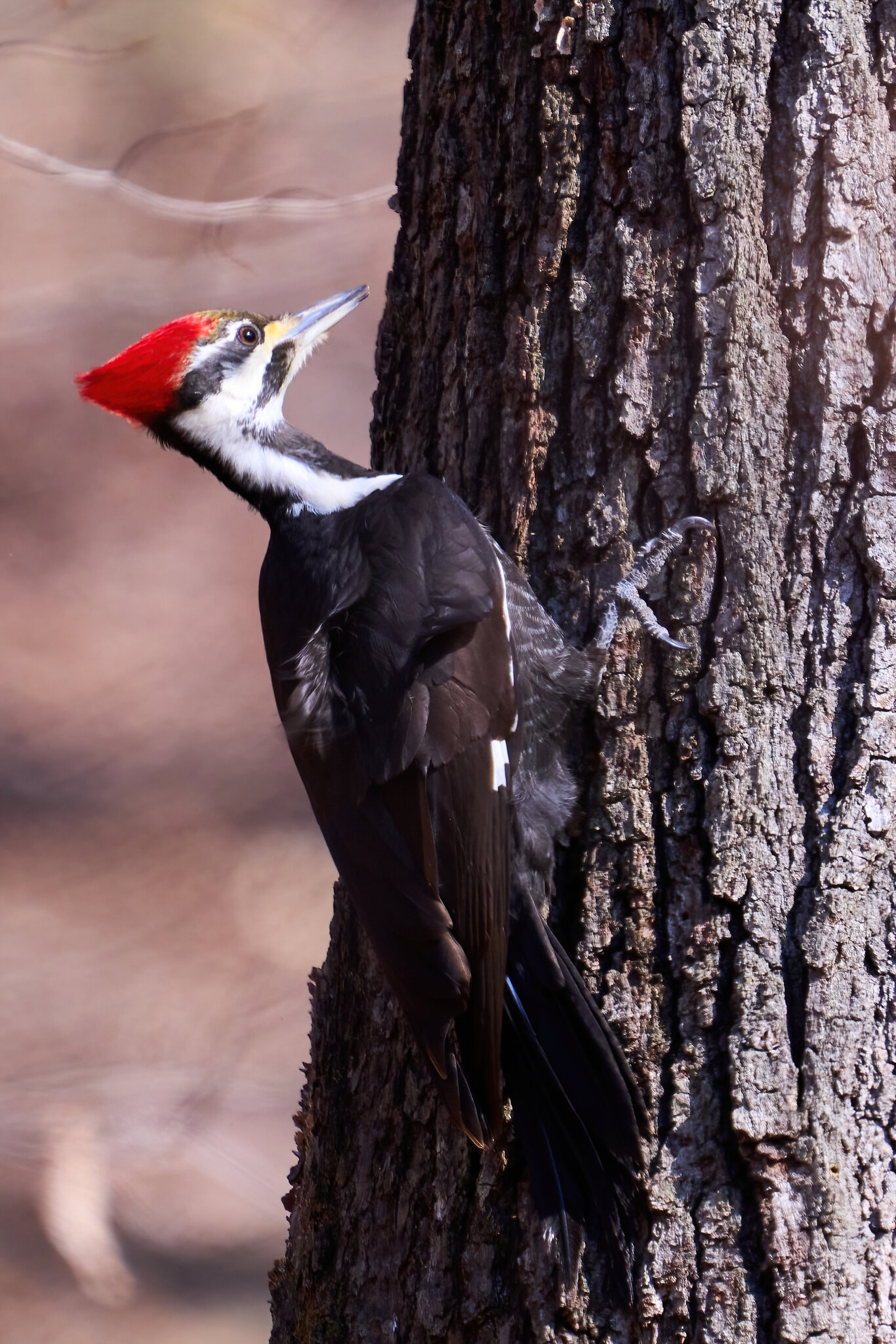 Pileated Woodpecker - BCSP - 02262023 - 02-DN.jpg