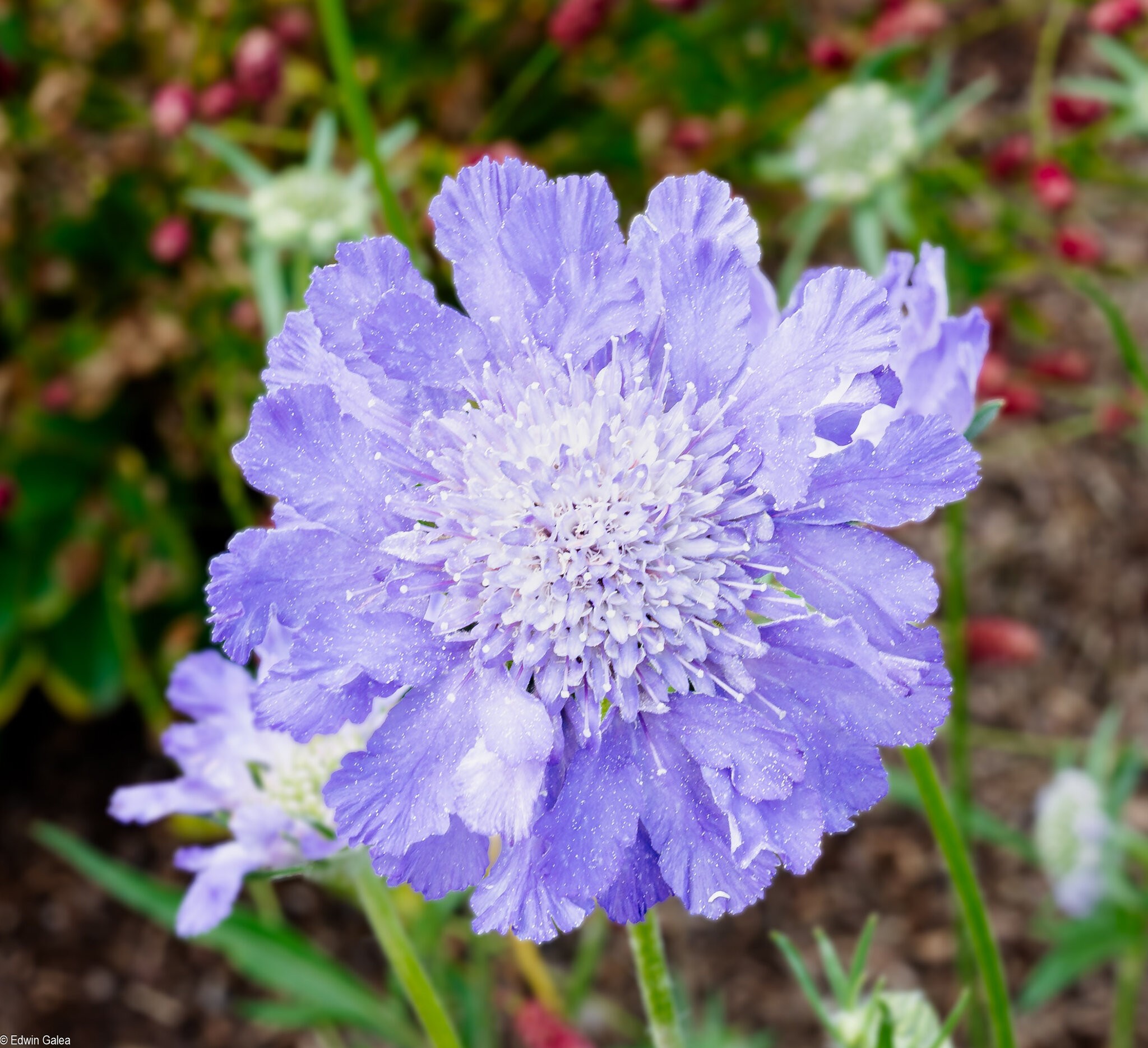 pincushion-2.jpg