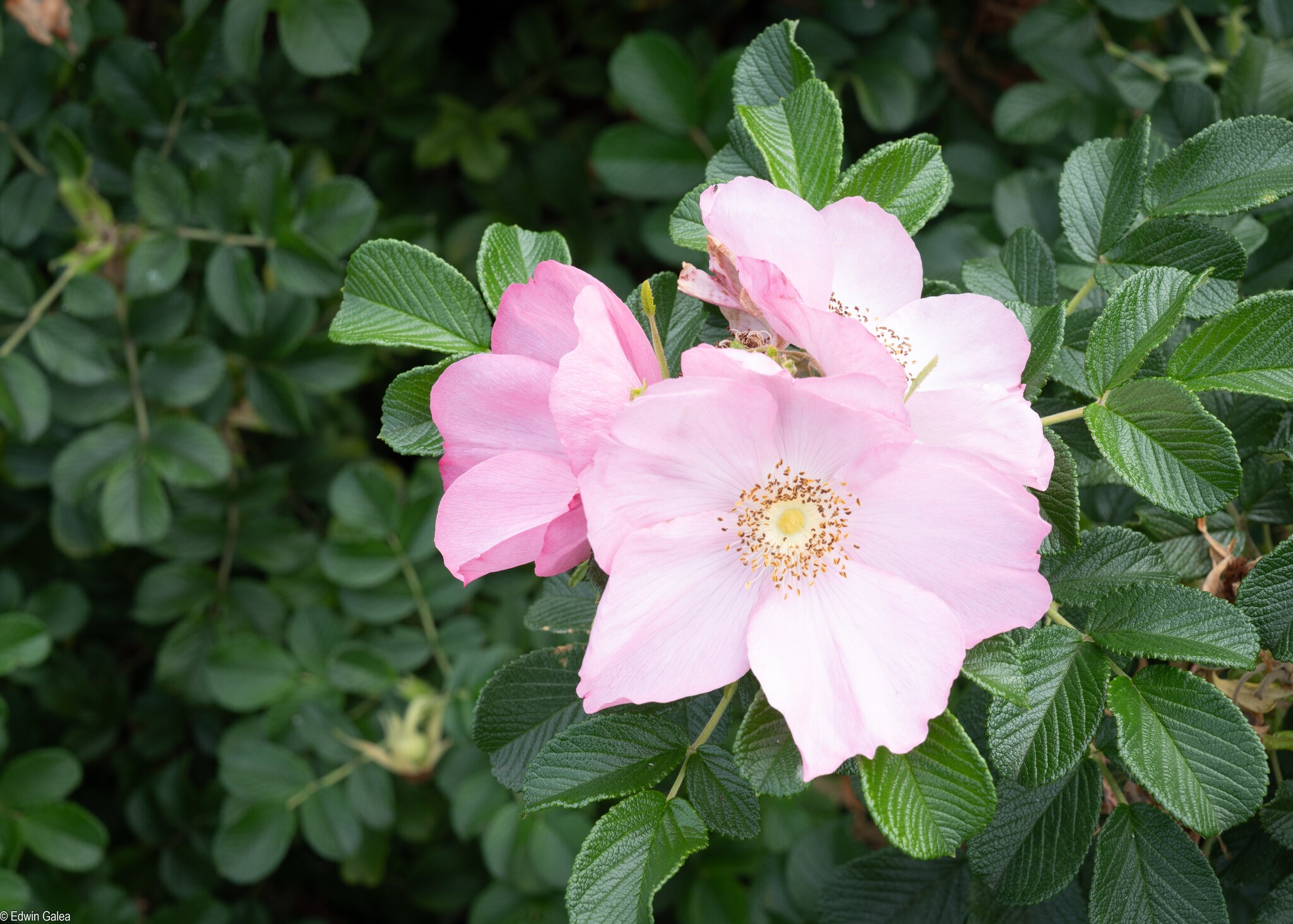 pink-1.jpg