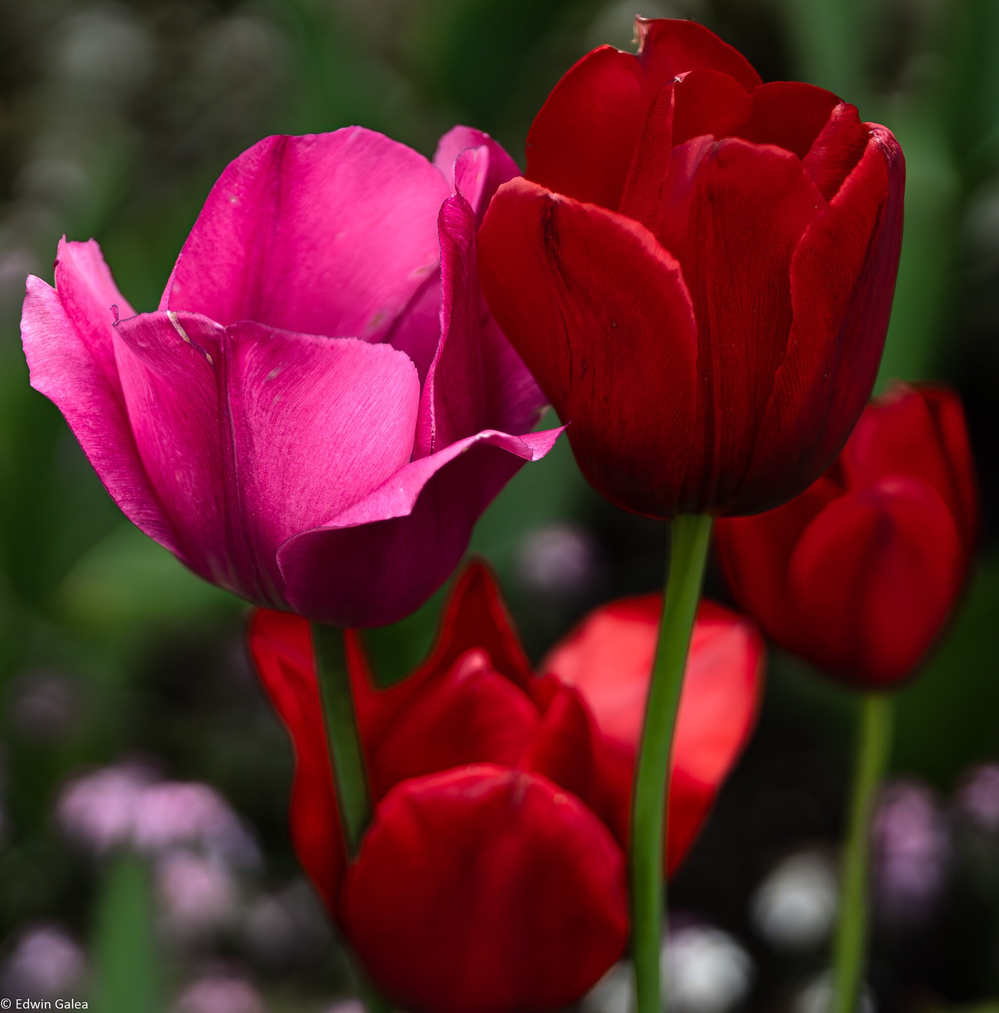 pink and red tulips-1.jpg