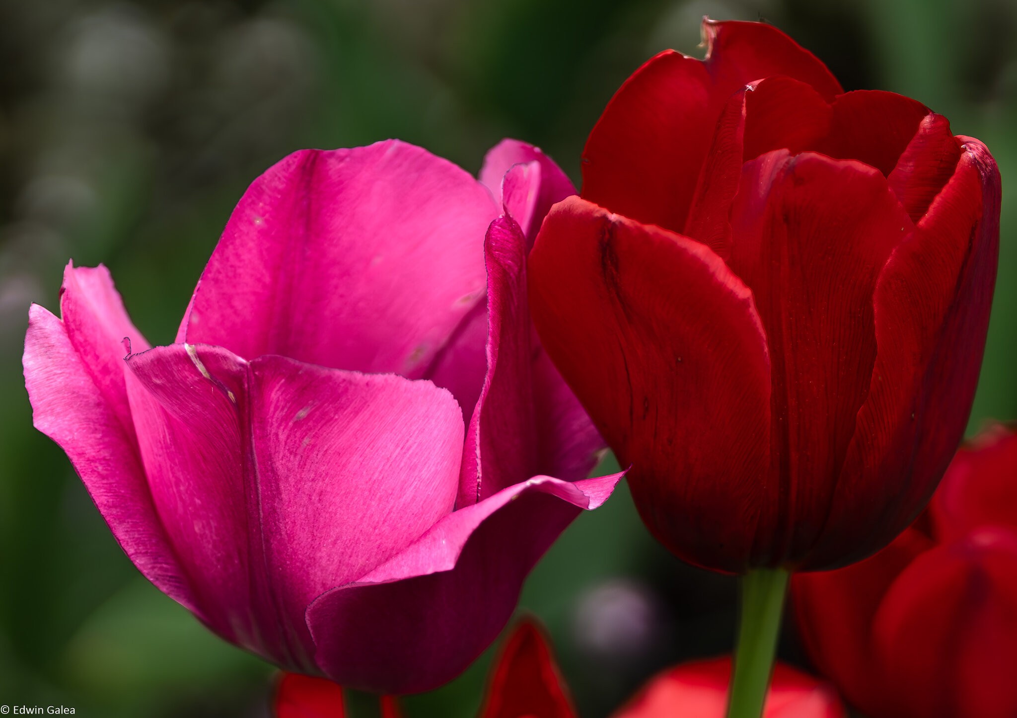 pink and red tulips-2.jpg