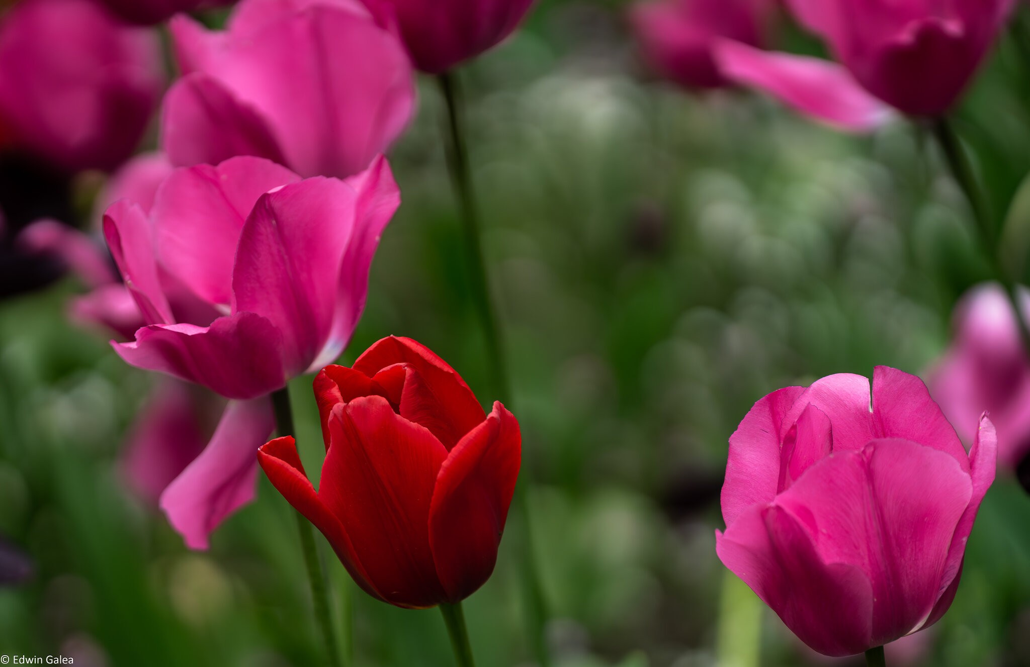 pink and red tulips-6.jpg