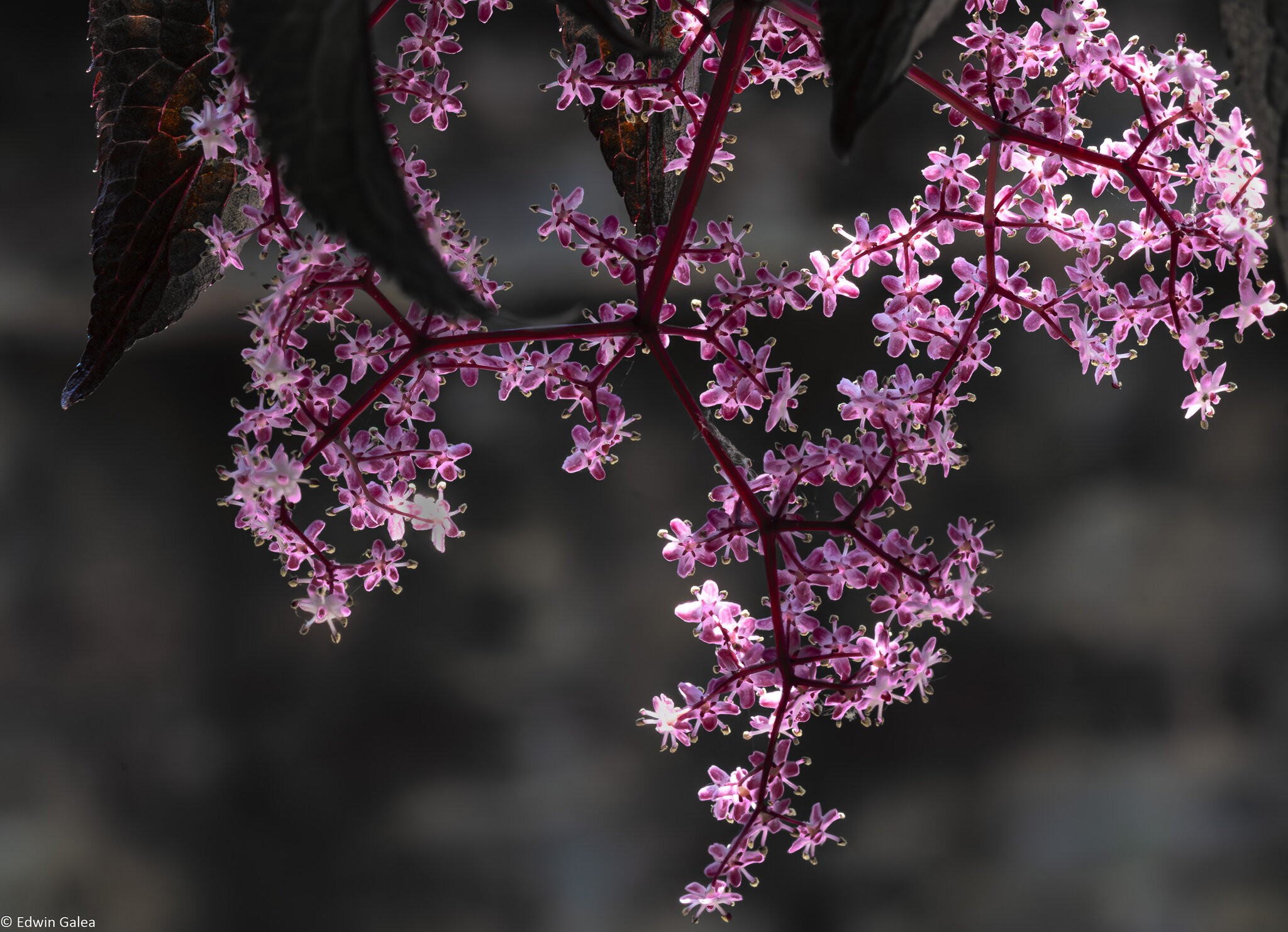 pink_flowers_ps_crop-6.jpg