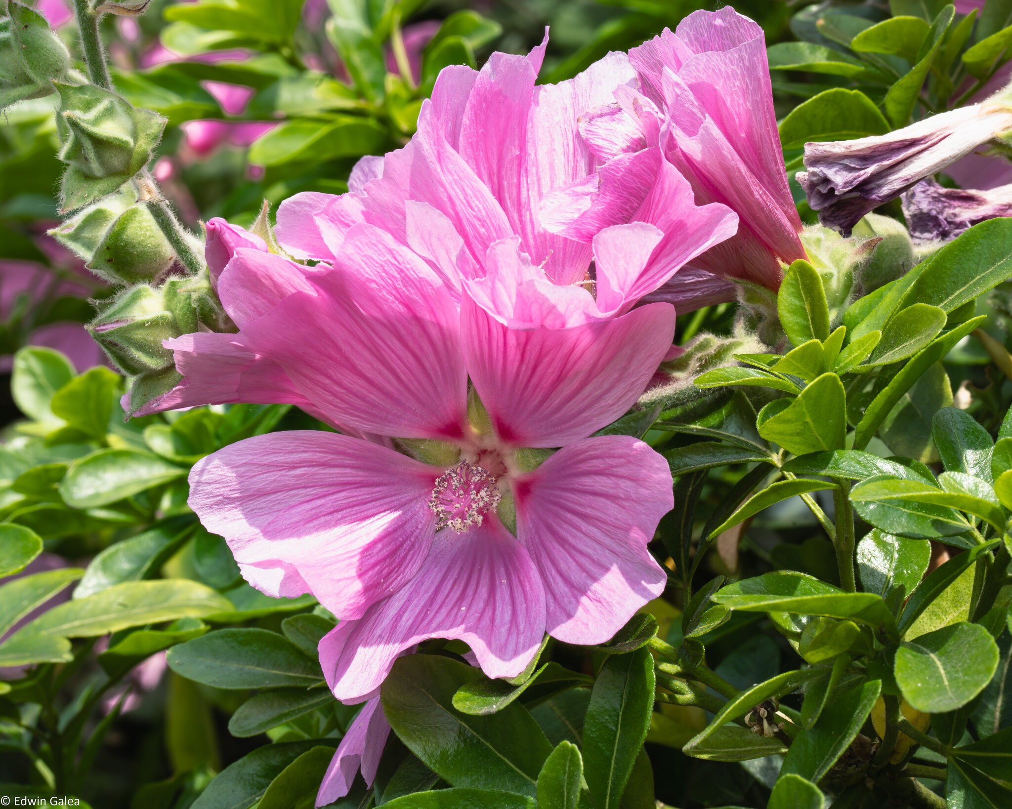 pinkflowers-2.jpg