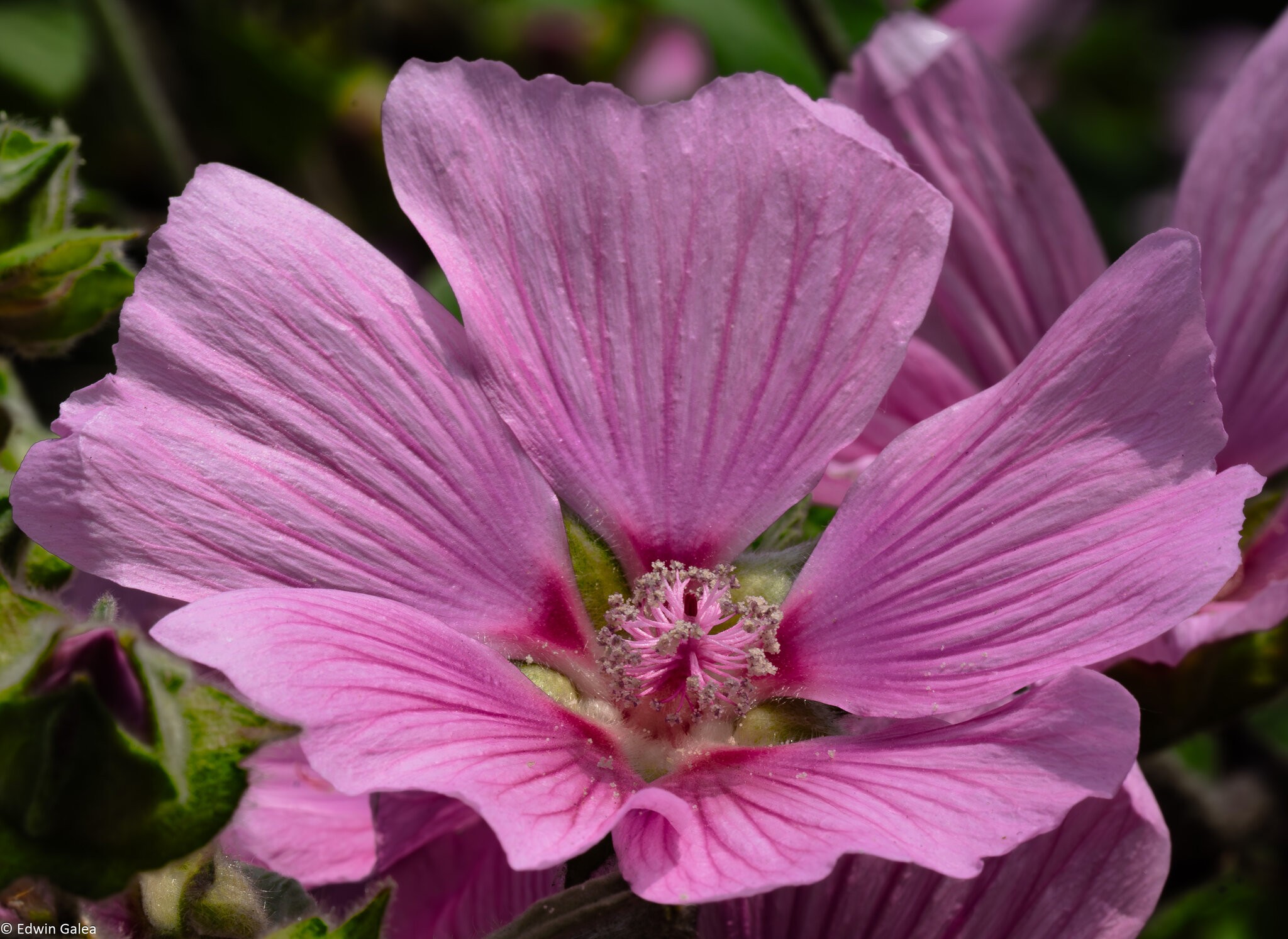 pinkflowers-5.jpg