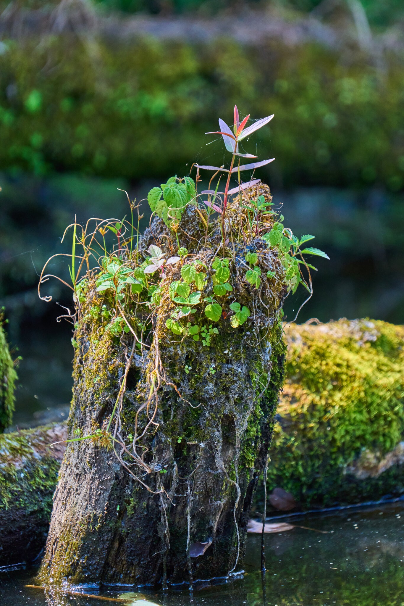 Plant - Palmyra Nature Cove - 09132025 - 01.jpg