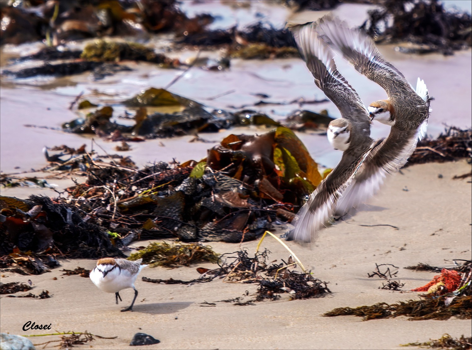 Plover 7-r.jpg