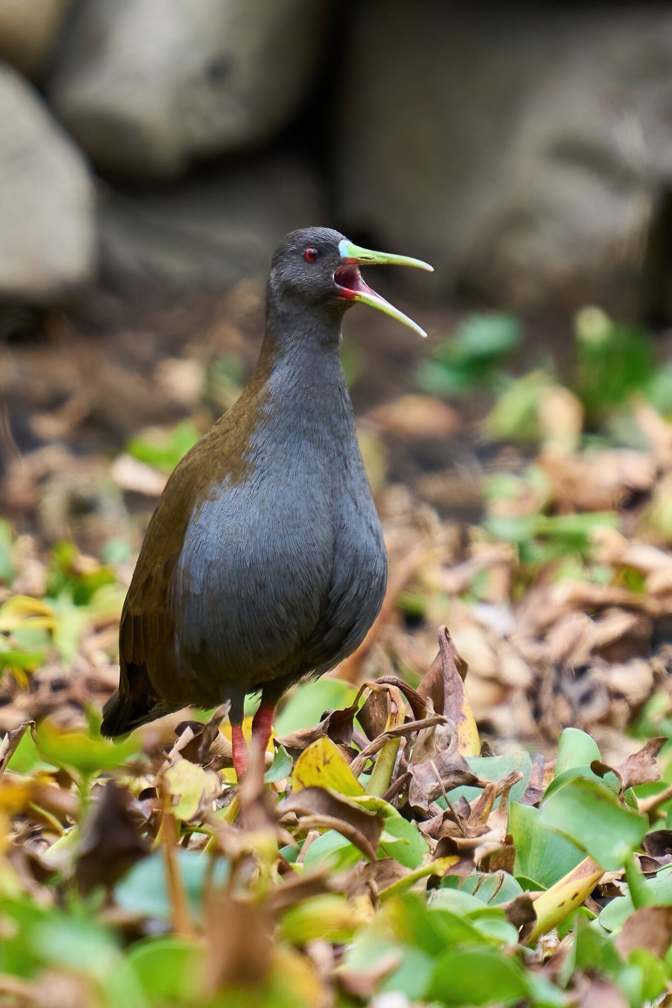 Plumbeous Rail - Tapichalaca Reserve - 09152022 - 10-DN.jpg