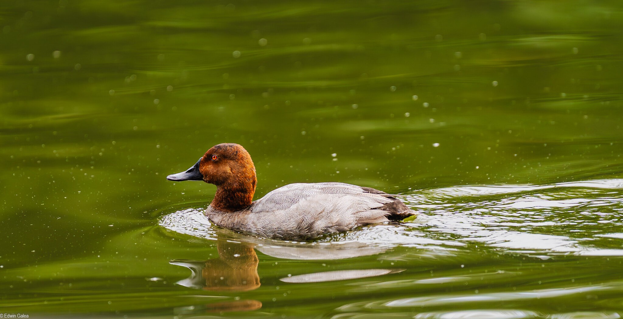 pochard stjames-1.jpg