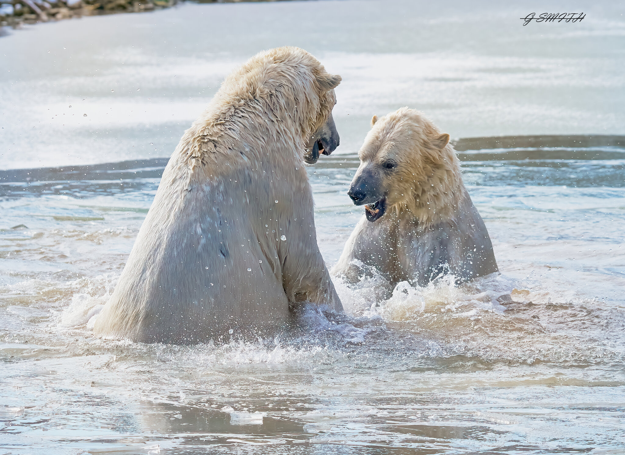 polar ice games 2019 1.jpg