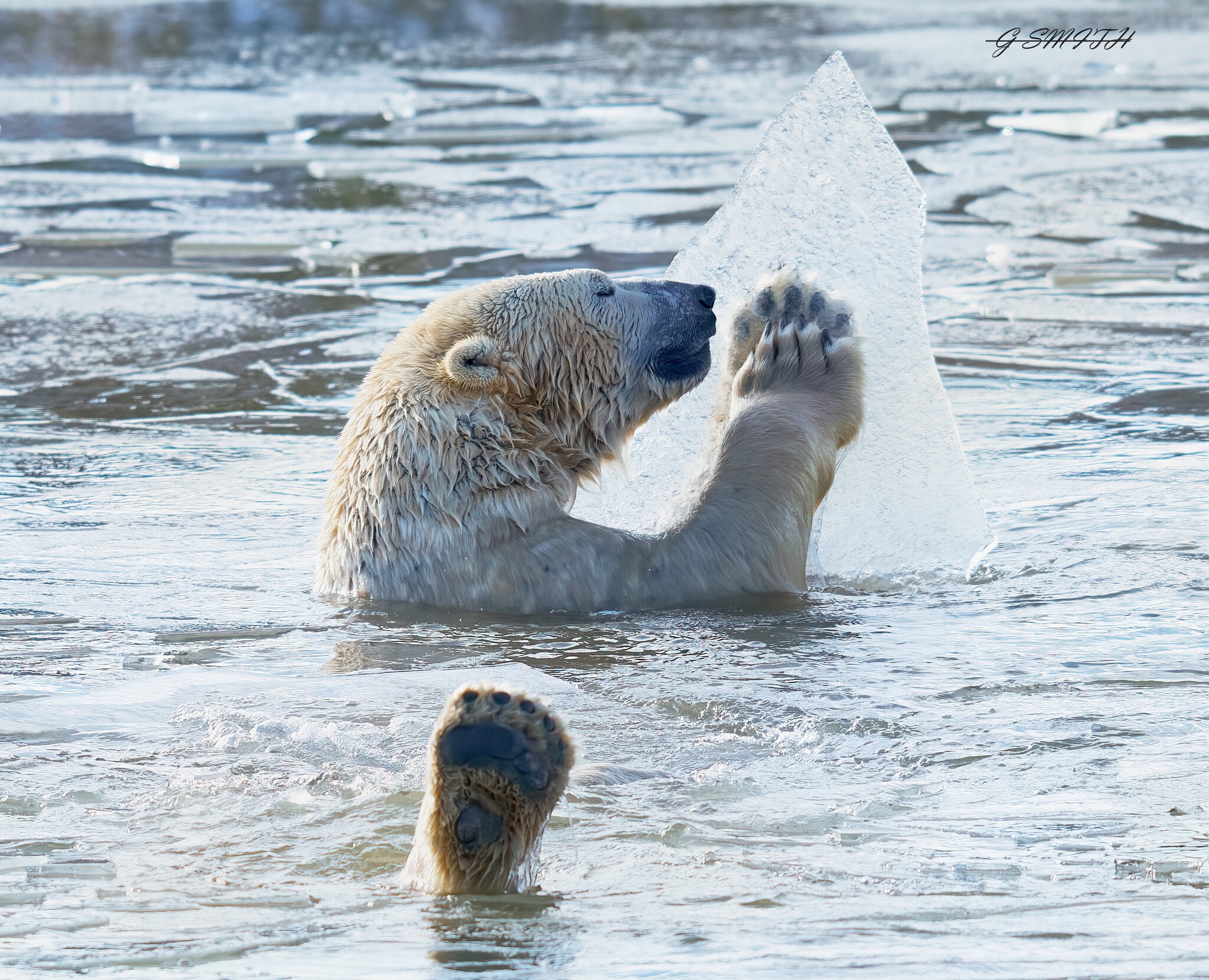 polar ice games 2019 7.jpg