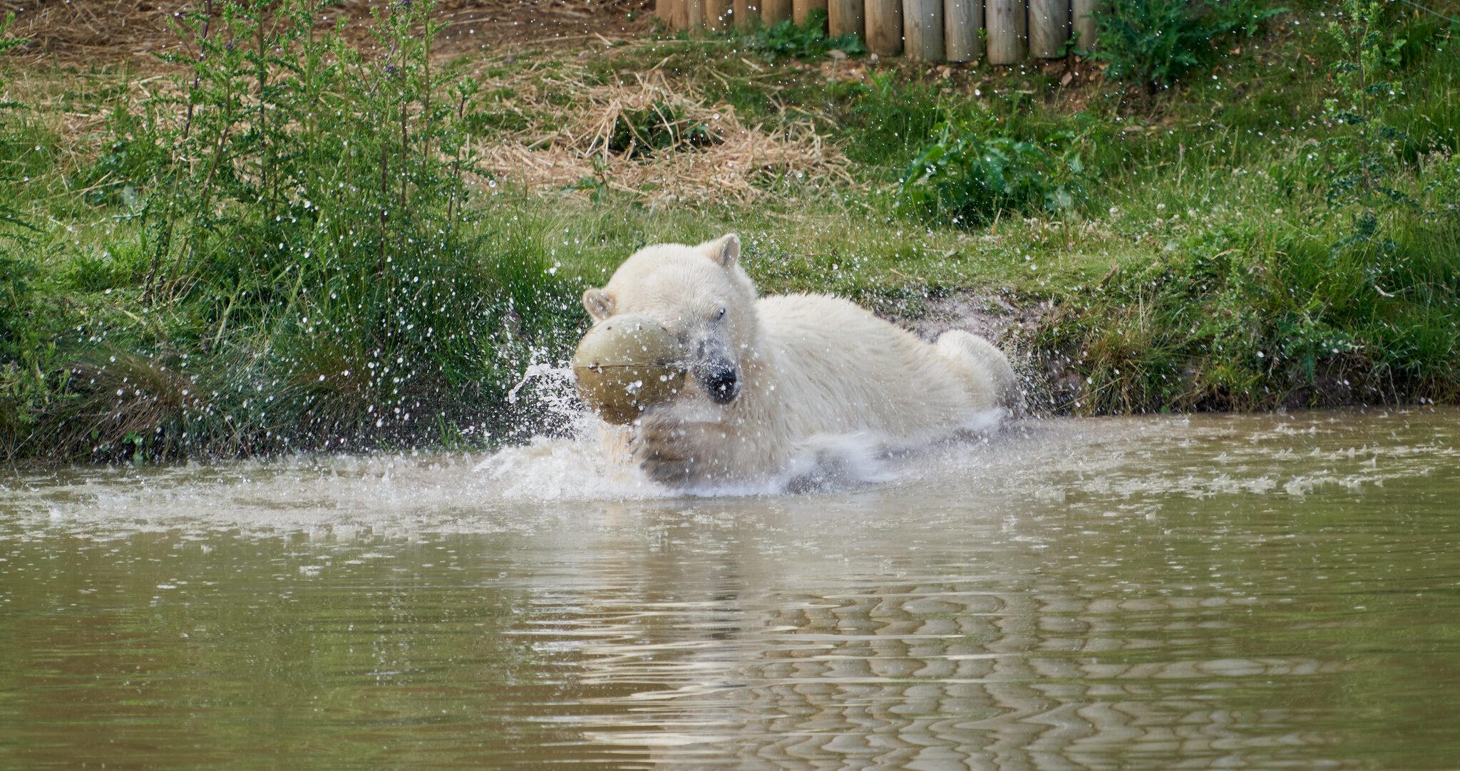 polar.jpg