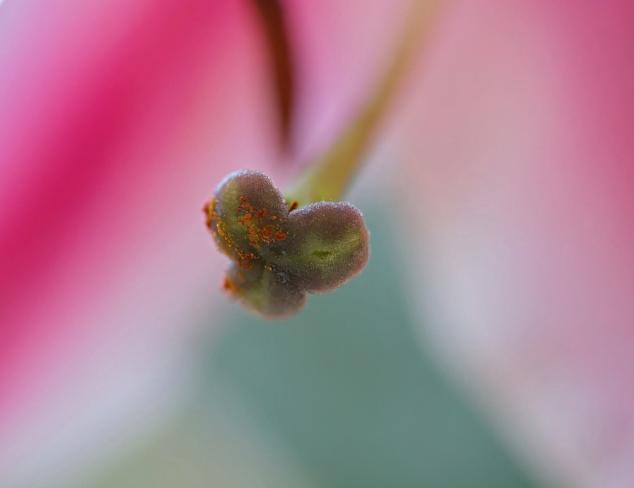 Pollen-Bearer.jpeg