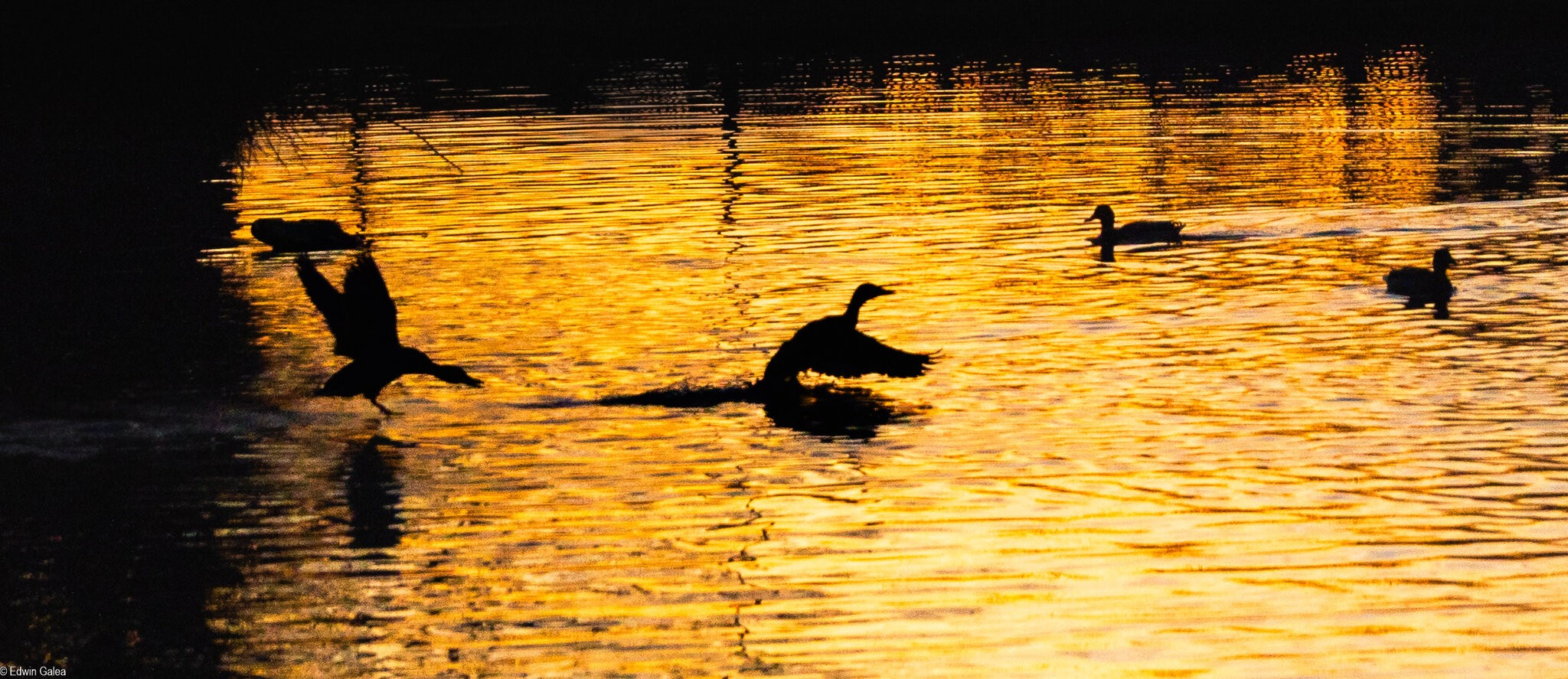 pond sunset-2.jpg