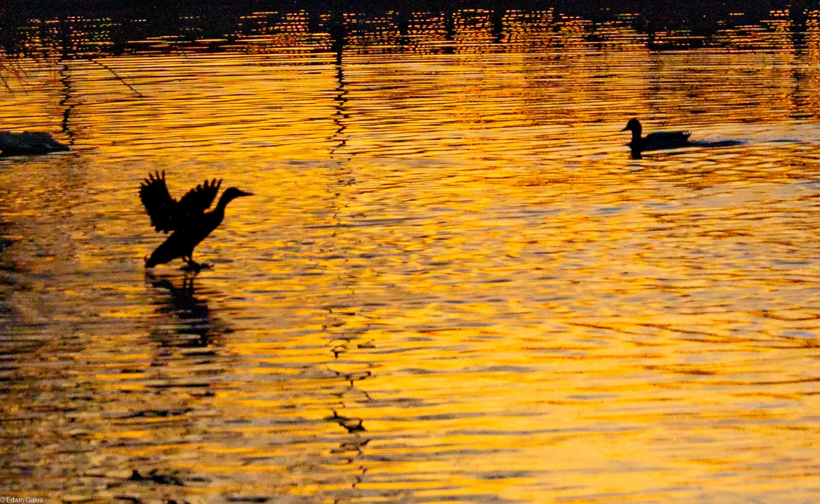 pond sunset-4.jpg