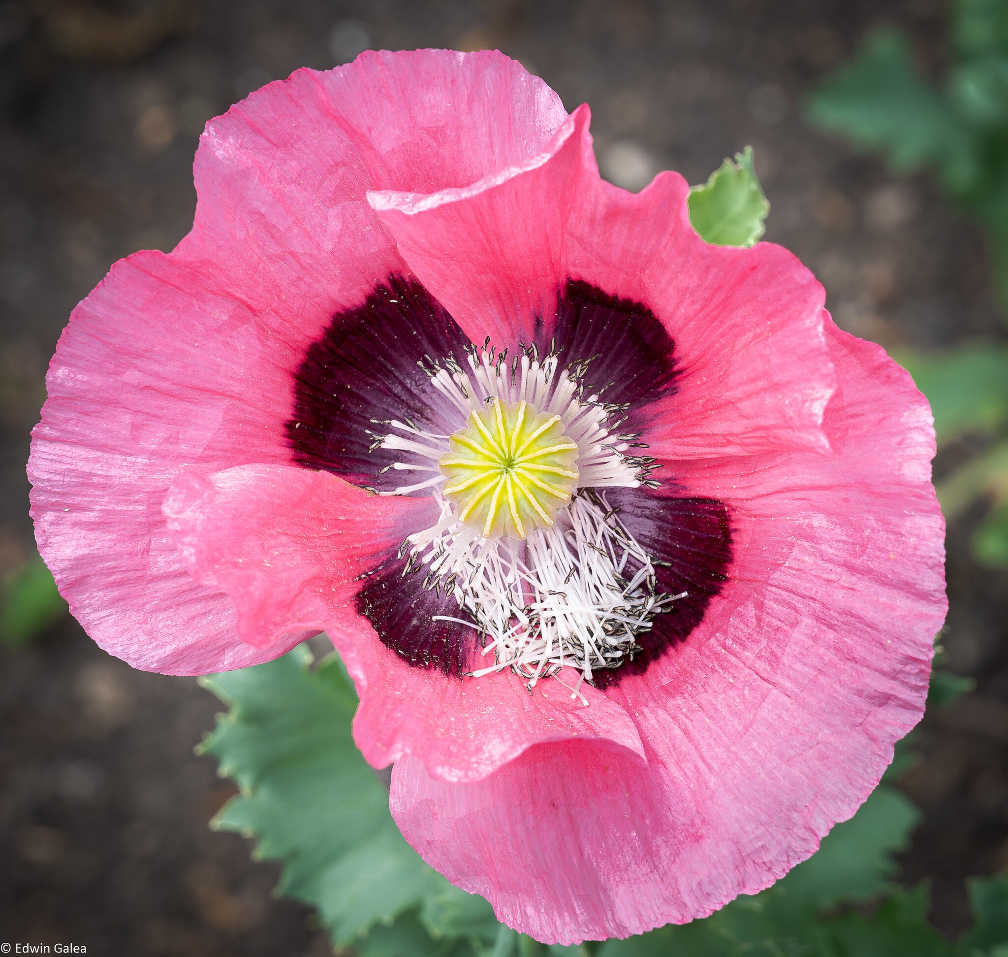 poppy-3.jpg