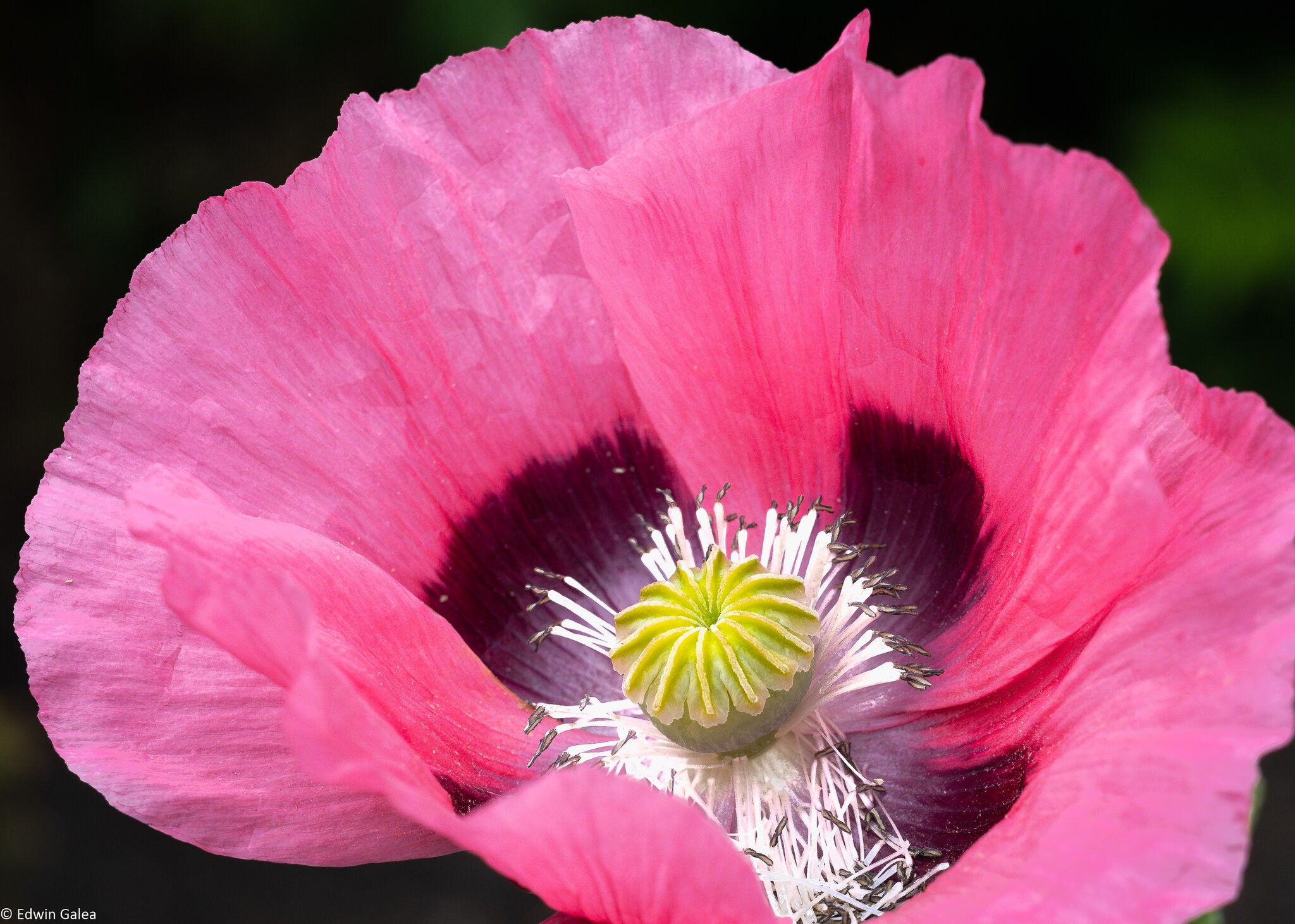poppy-4.jpg