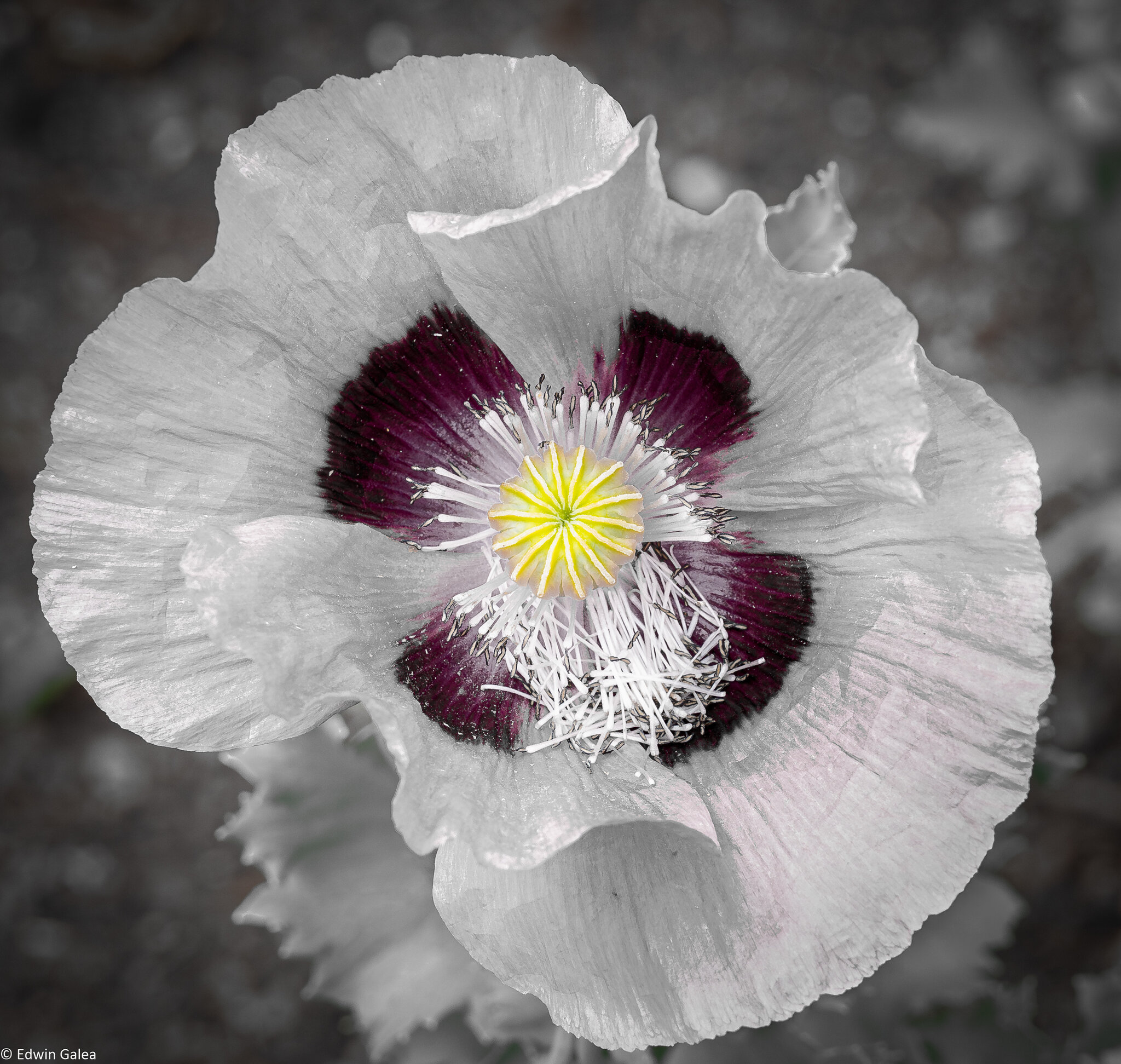 poppy-5.jpg