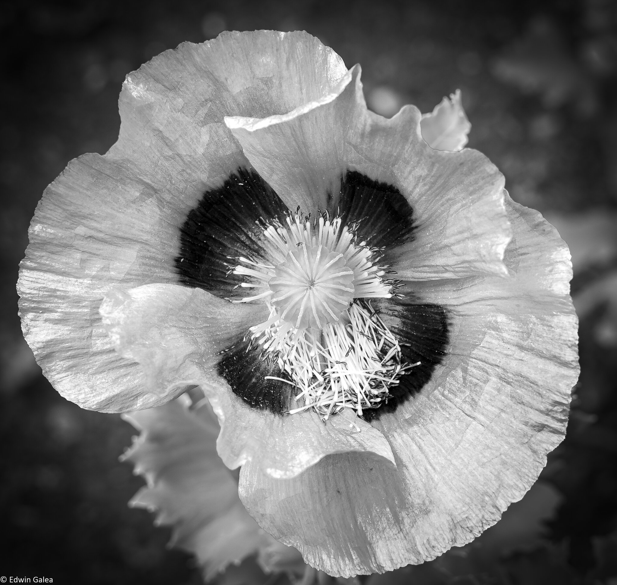 poppy-6.jpg