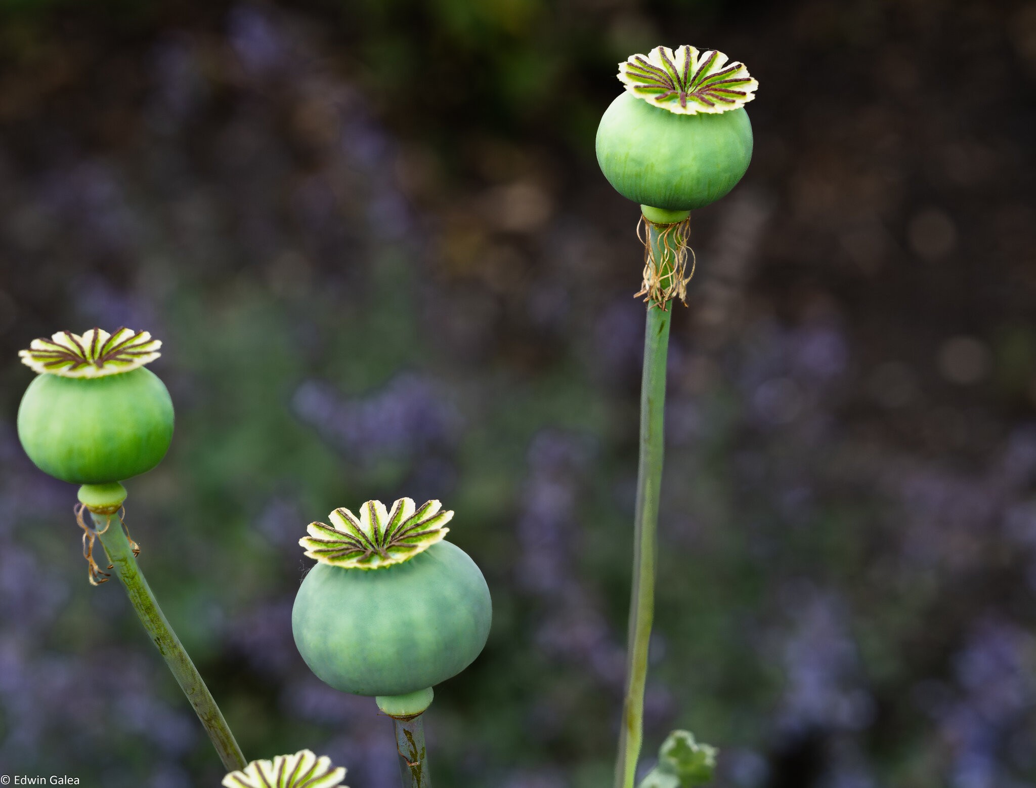 poppy_bulbs-1.jpg
