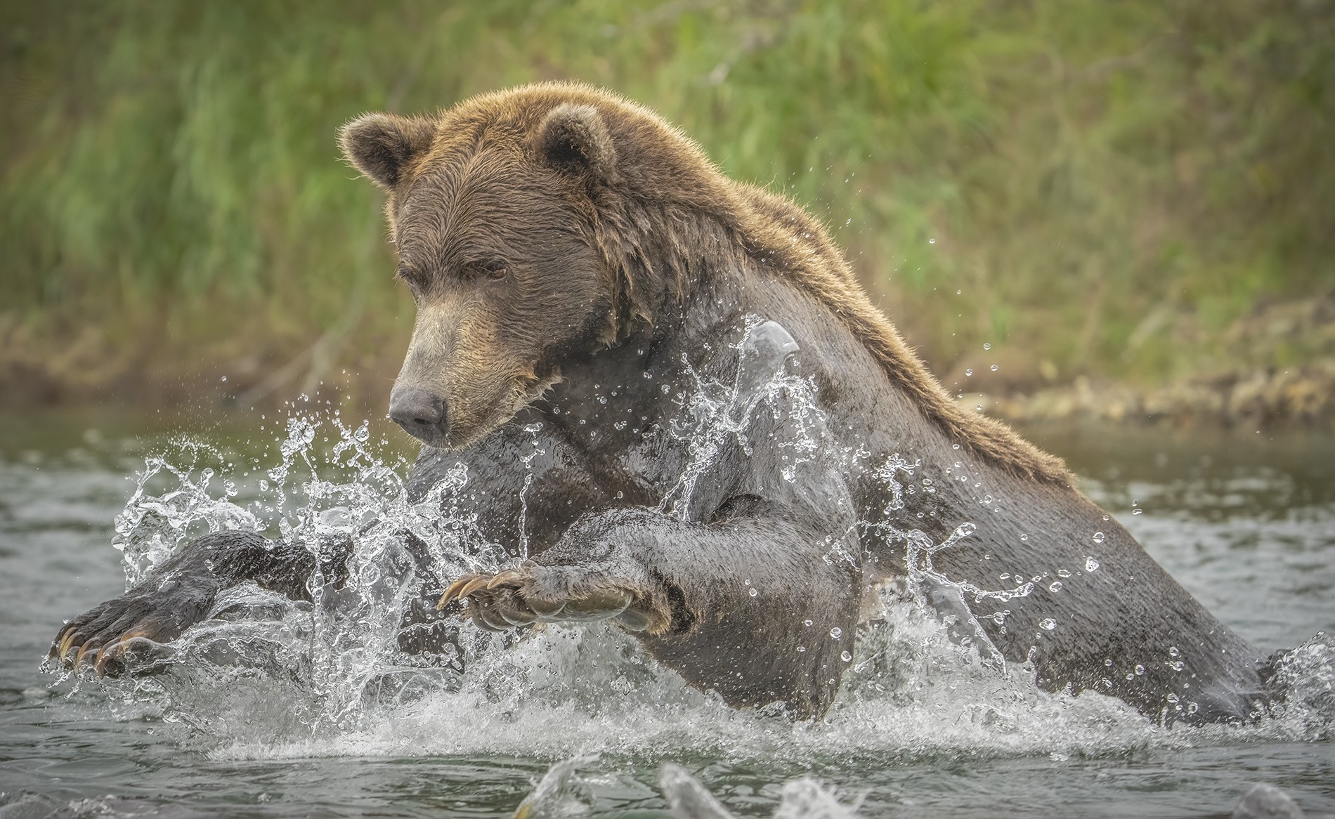 pouncing bear_DSC3831.jpg