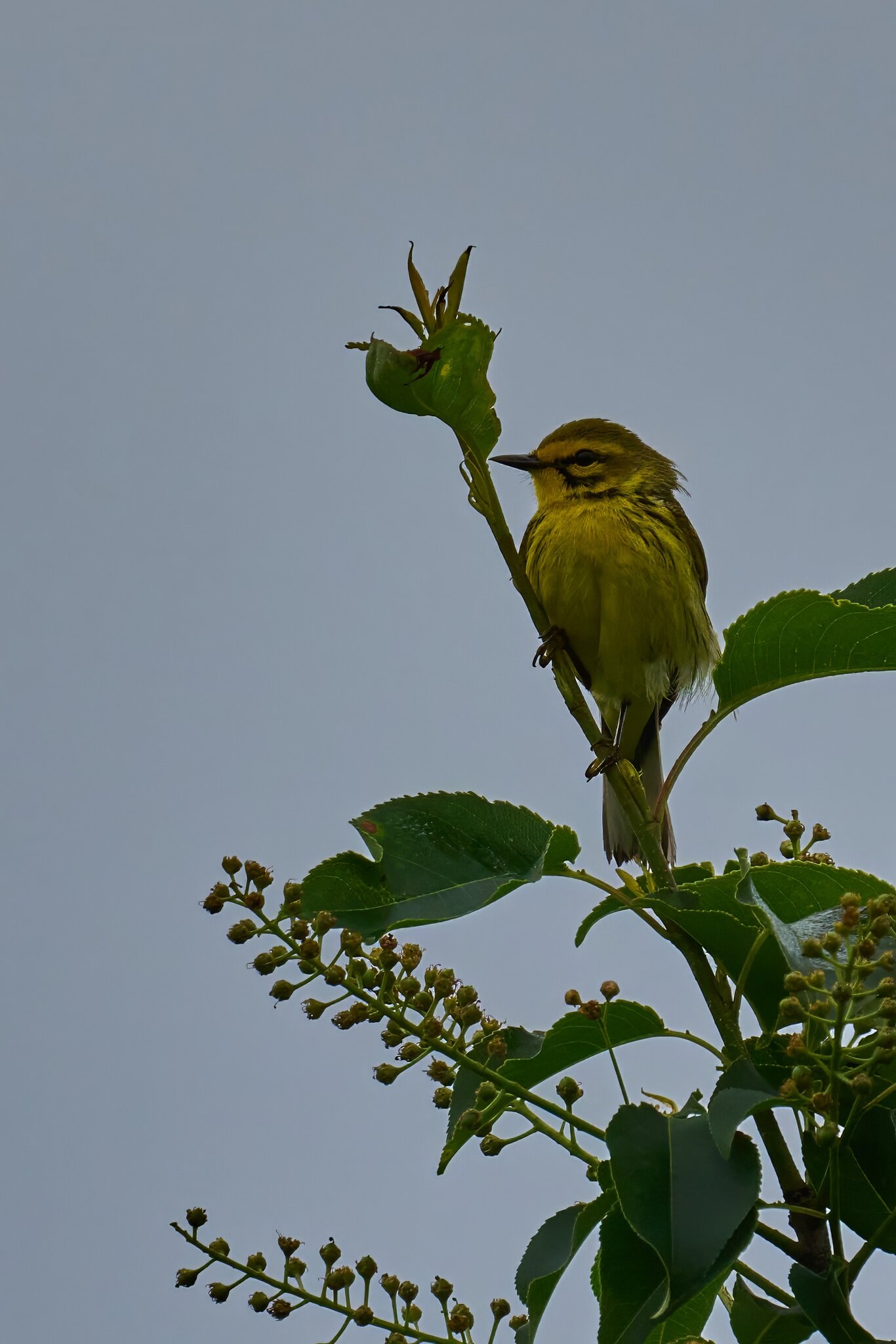 Prairie Warbler - 1st state - 05172025 - 01 - DN.jpg