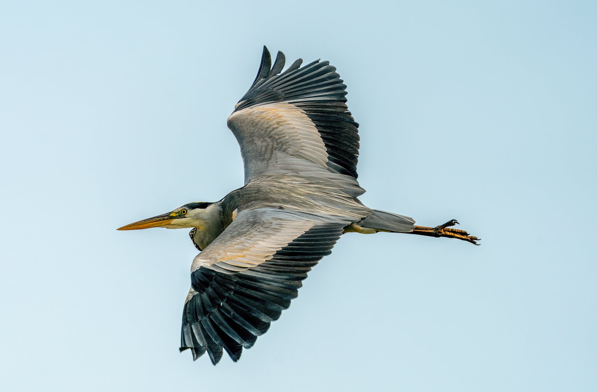 Prestwick Soaring Heron .jpg