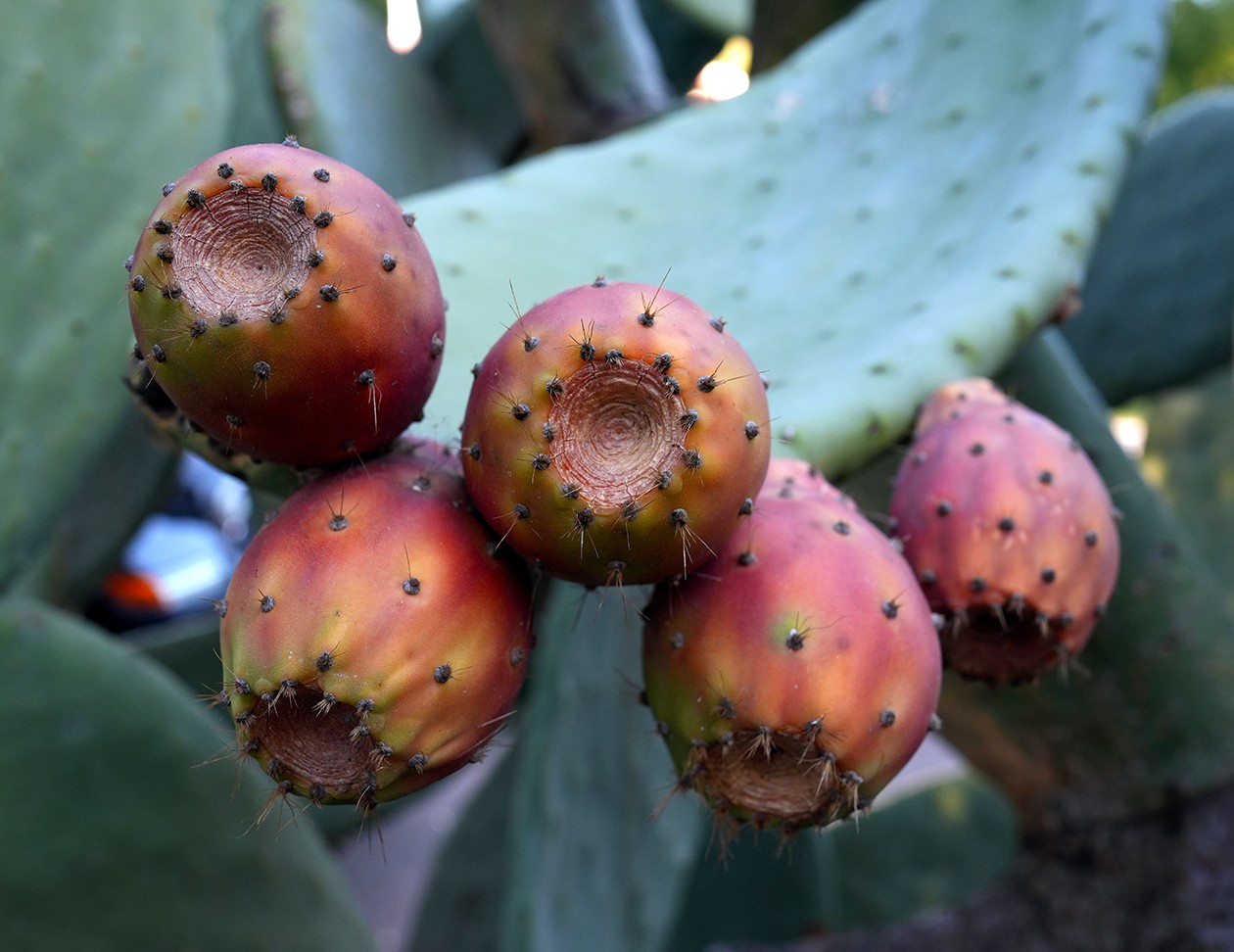 Prickly Pear Cactus 3.jpg