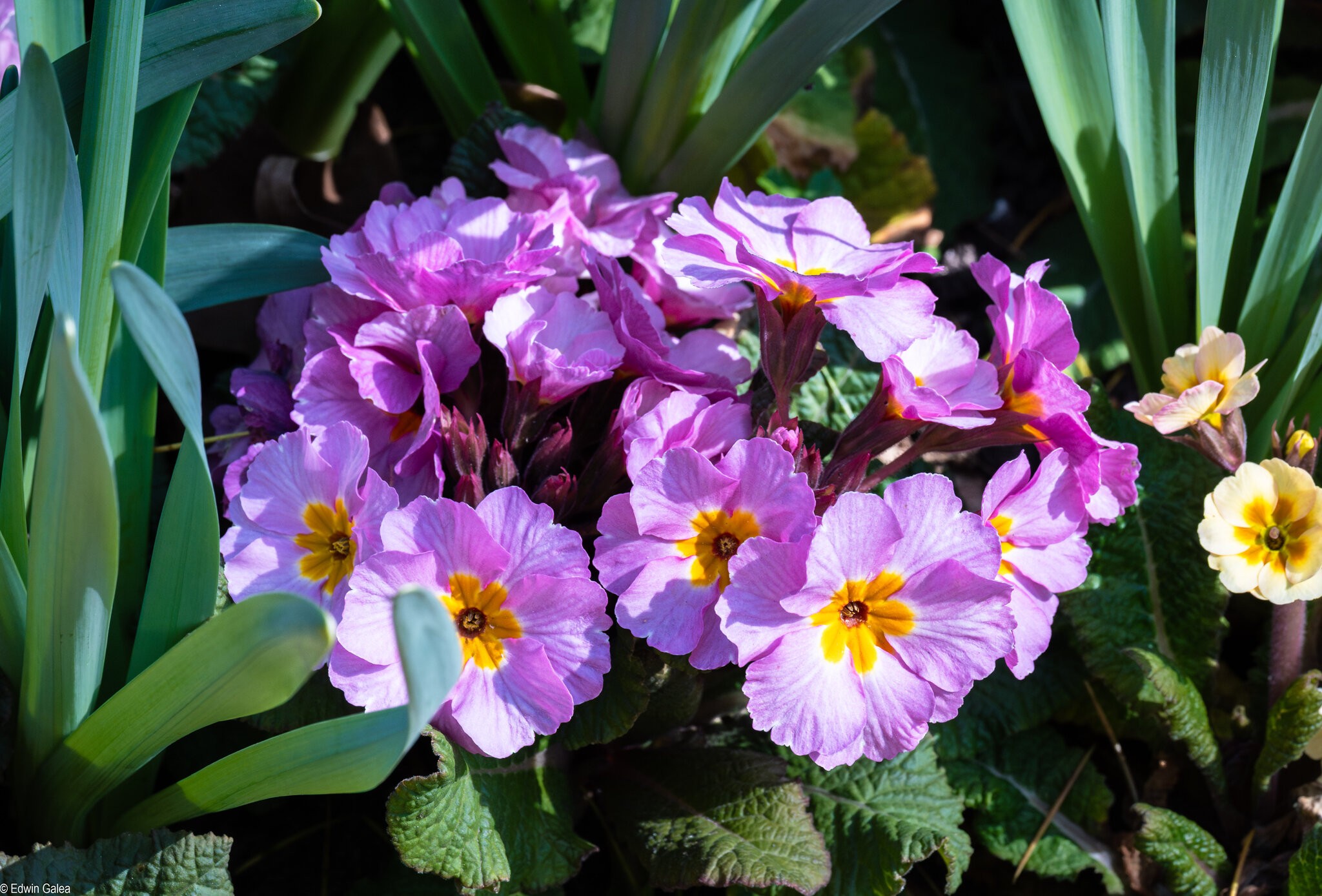 primrose-1.jpg