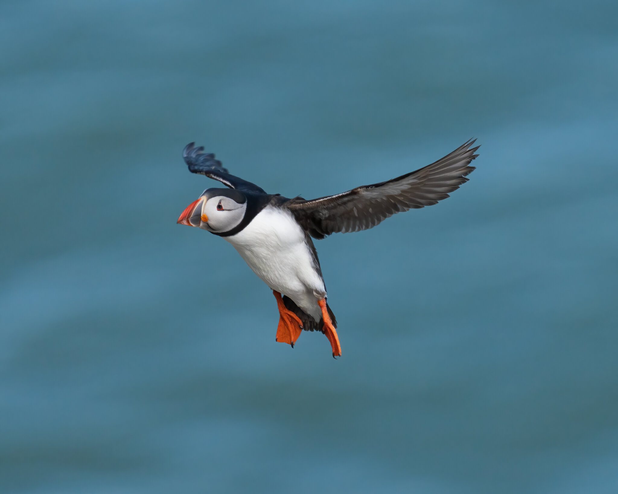 Puffin-Incoming.jpg