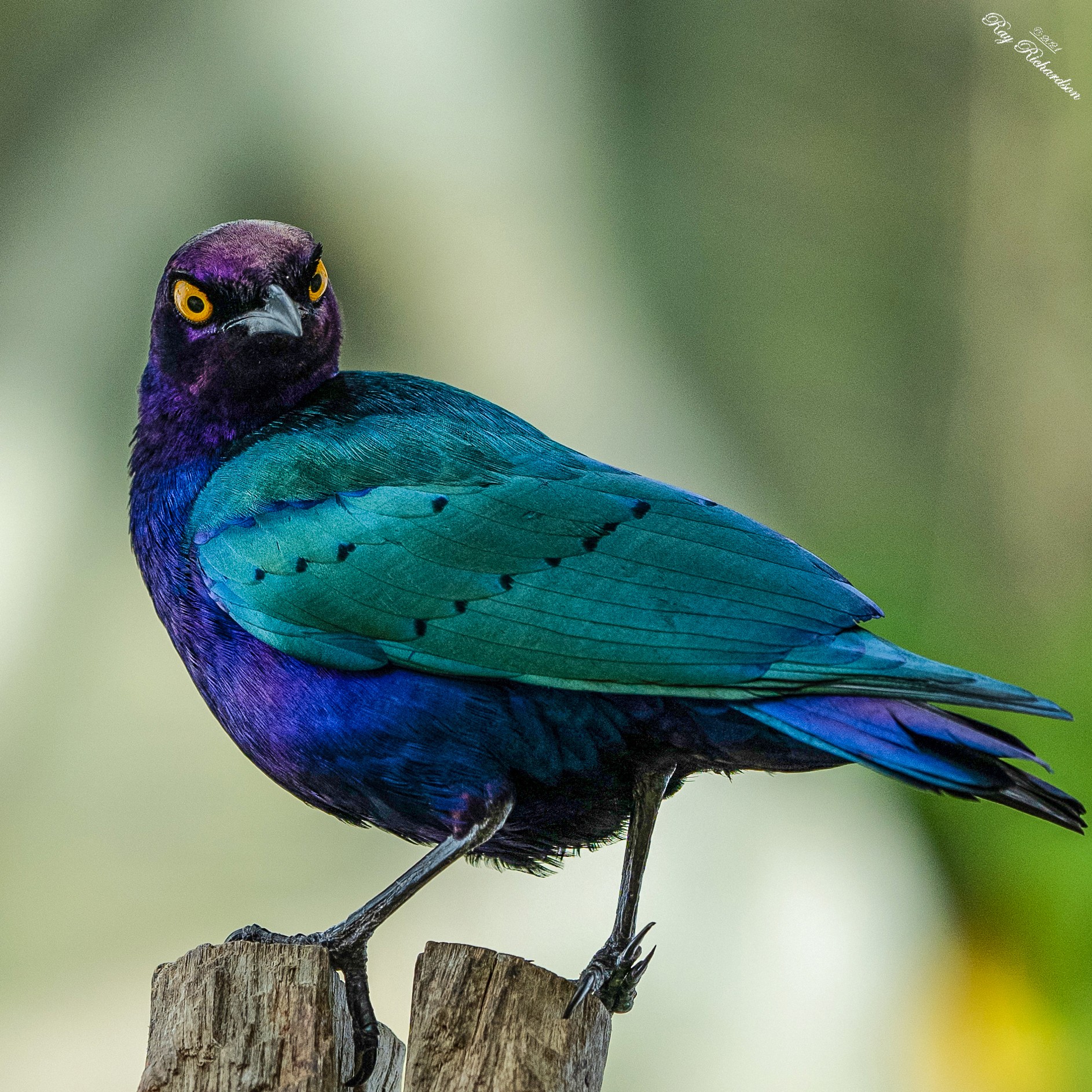 purple bird 2e Instagram.jpg