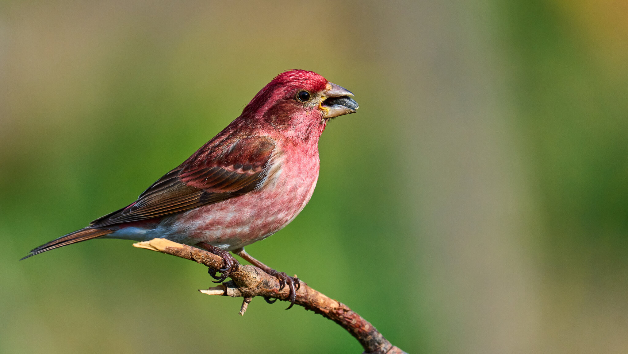Purple Finch - Ashland NS - 04052026 - 01.jpg
