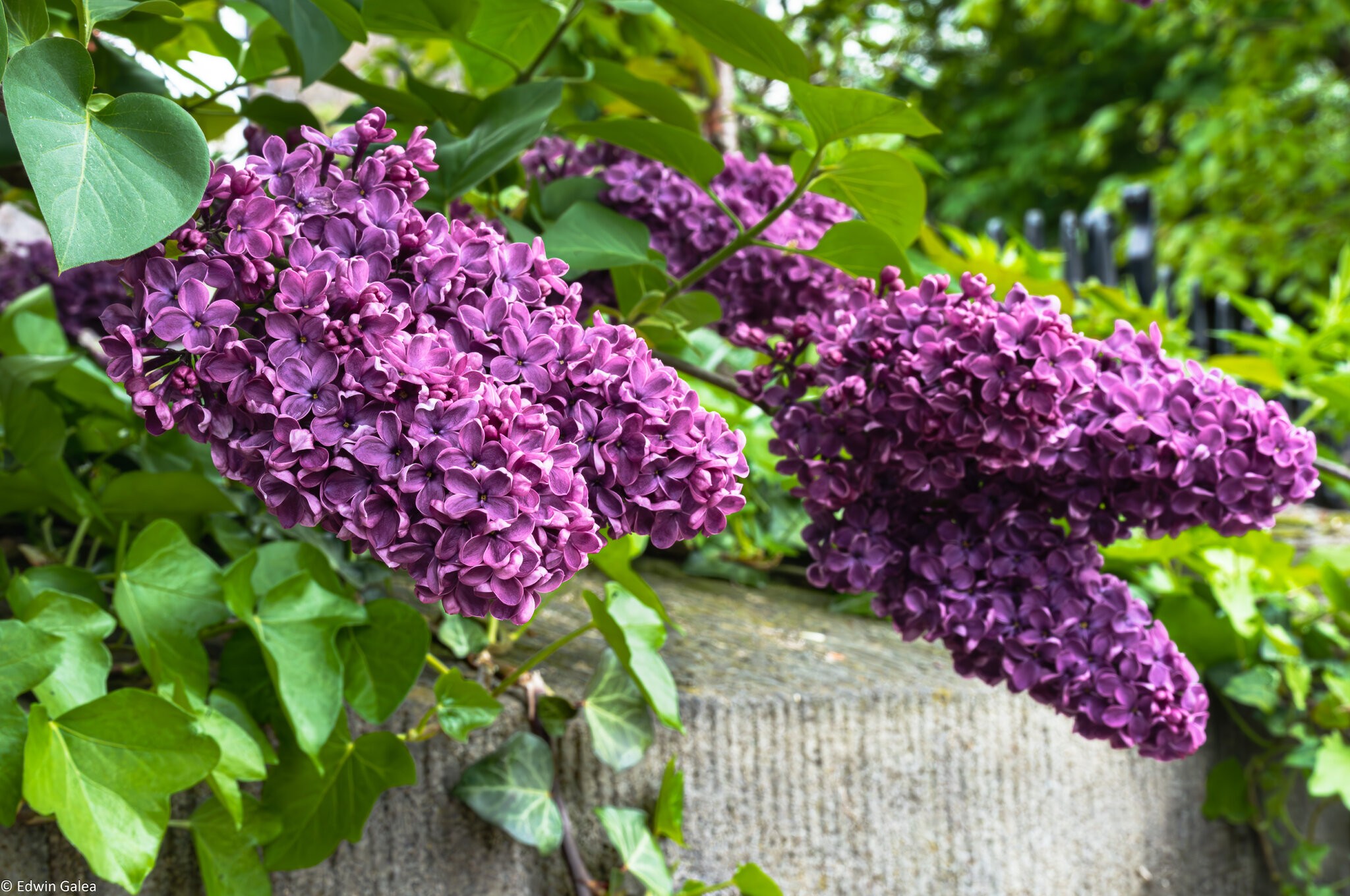 purple flowers-1.jpg