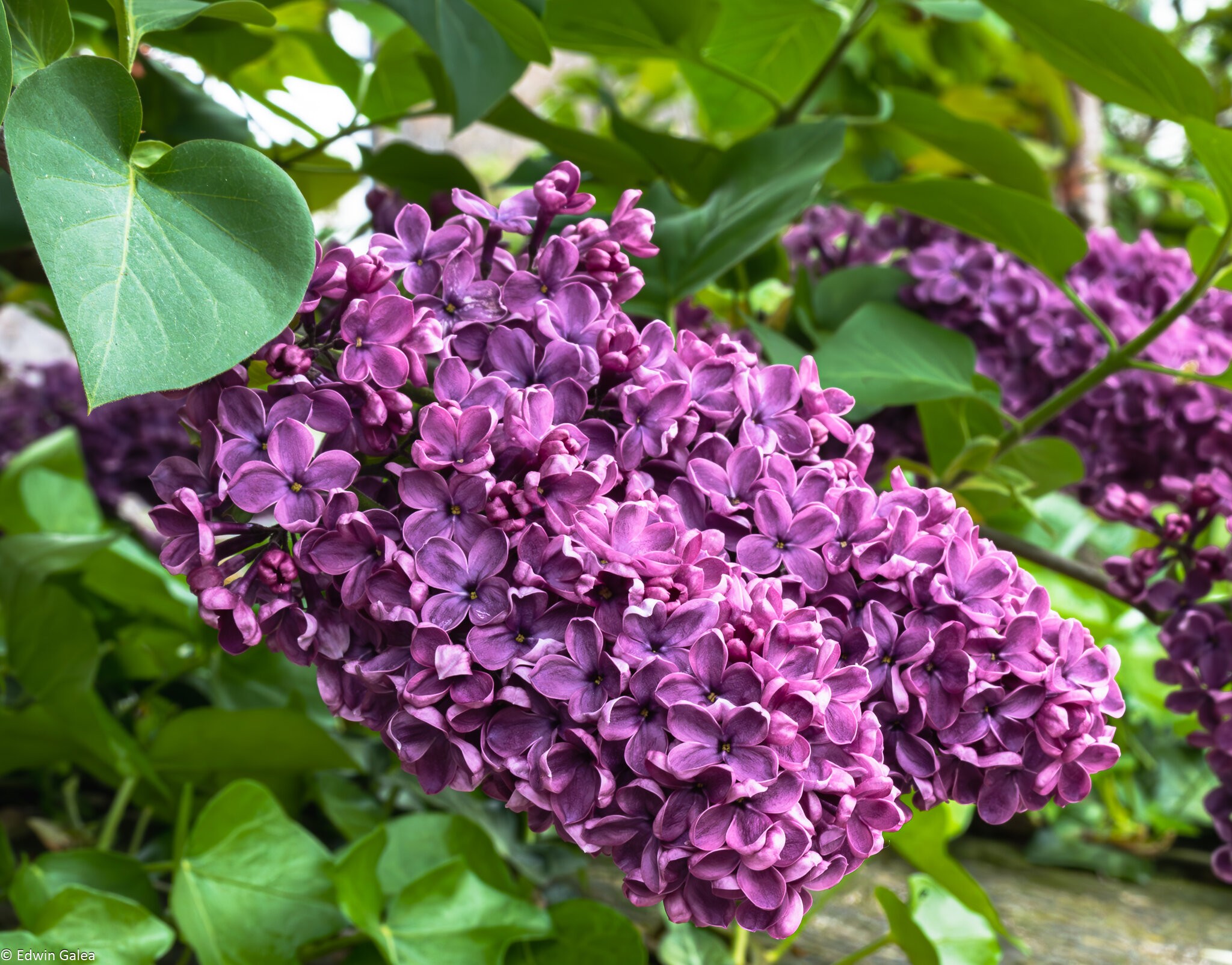 purple flowers-2.jpg