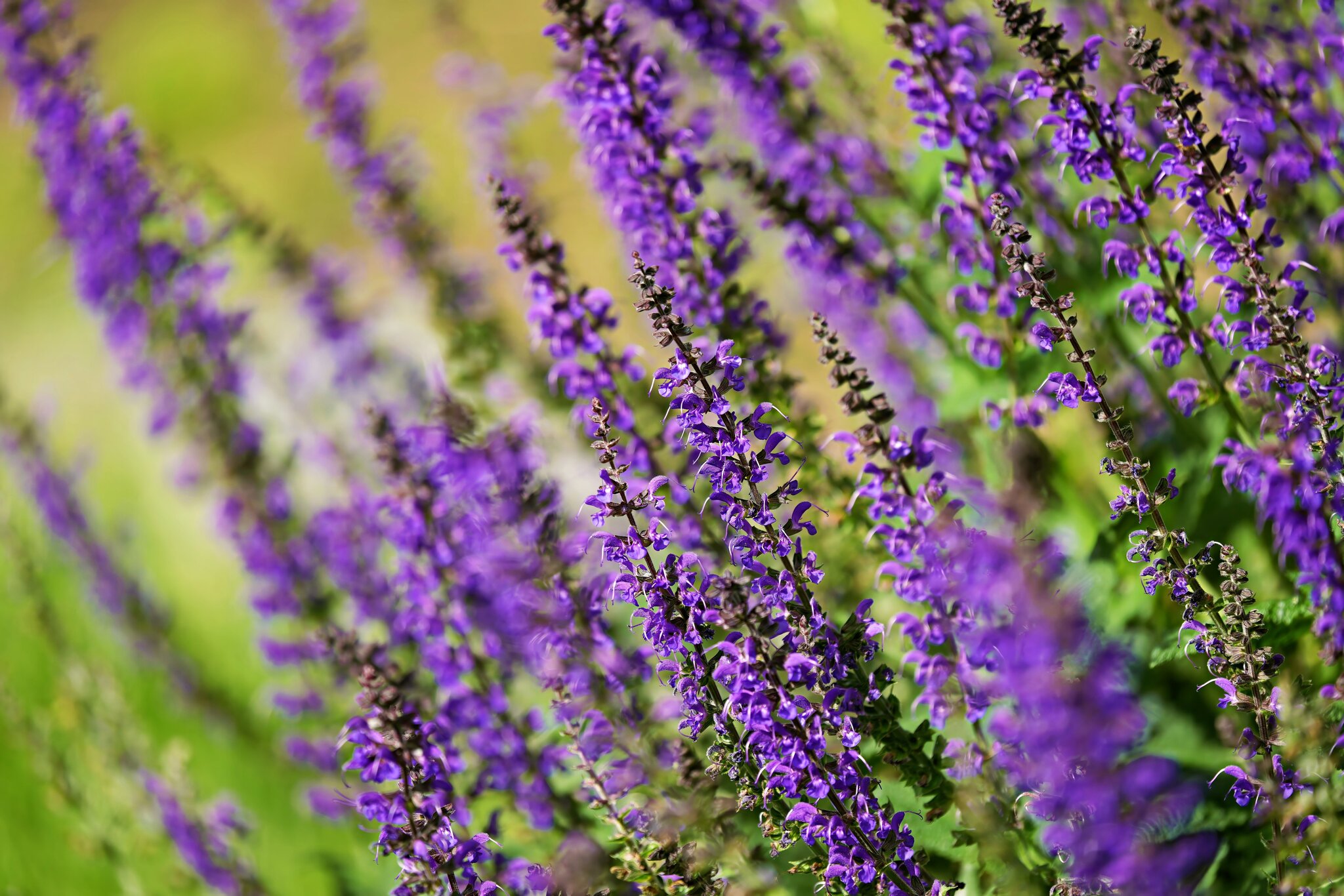 Purple.jpg