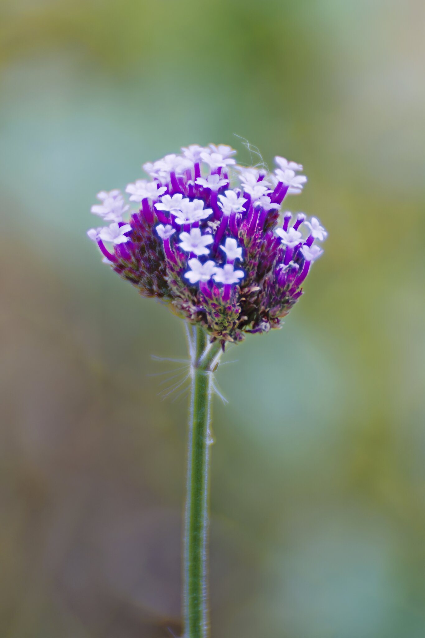 Purple.jpg
