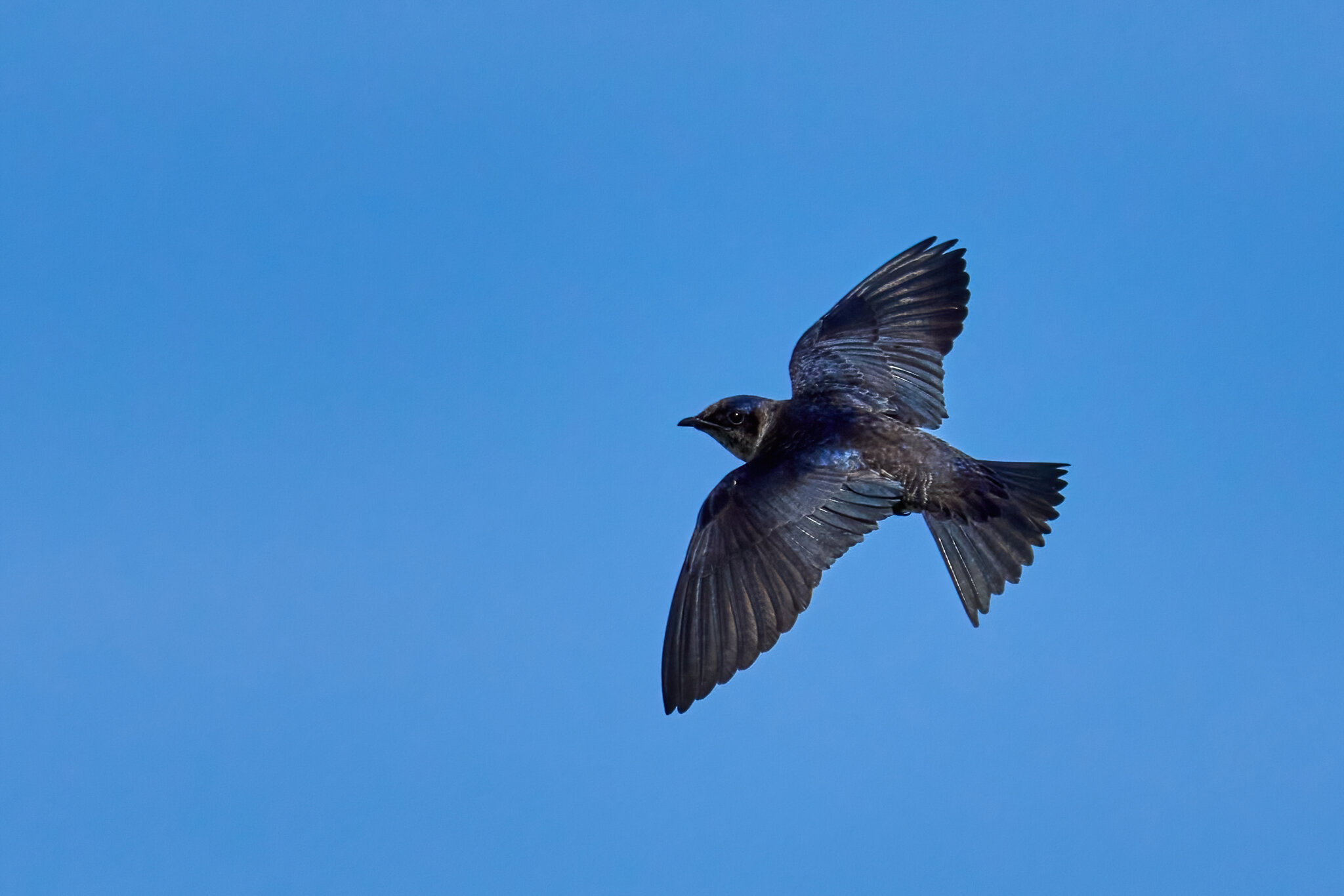 Purple Martin - Prime Hook NWR - 05272023 - 04-DN.jpg