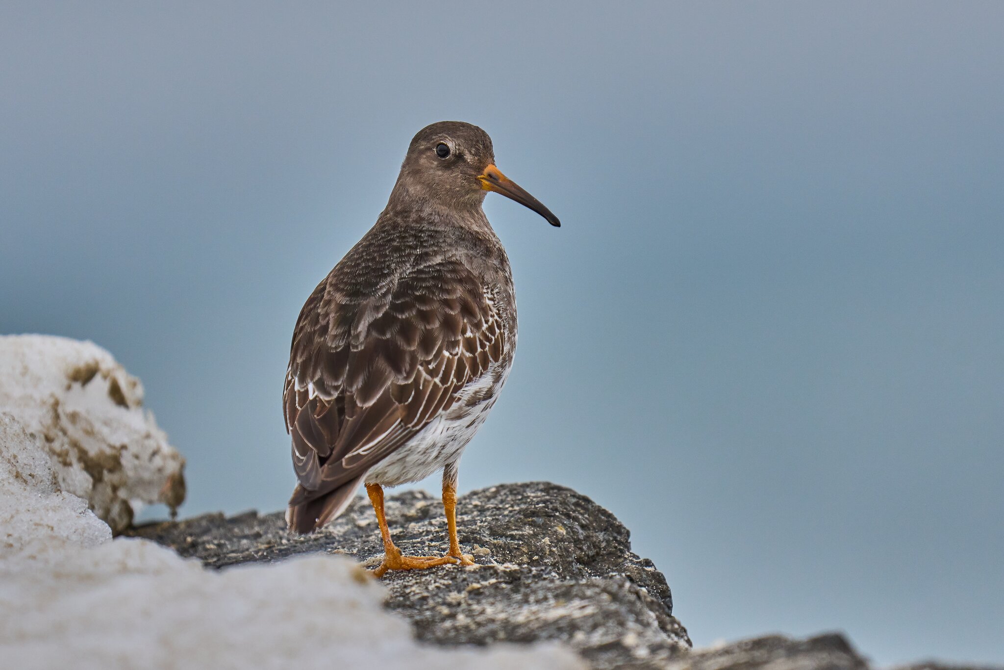 Purple Sandpiper - Barnegat - 02162026 - 04 - DN.jpg