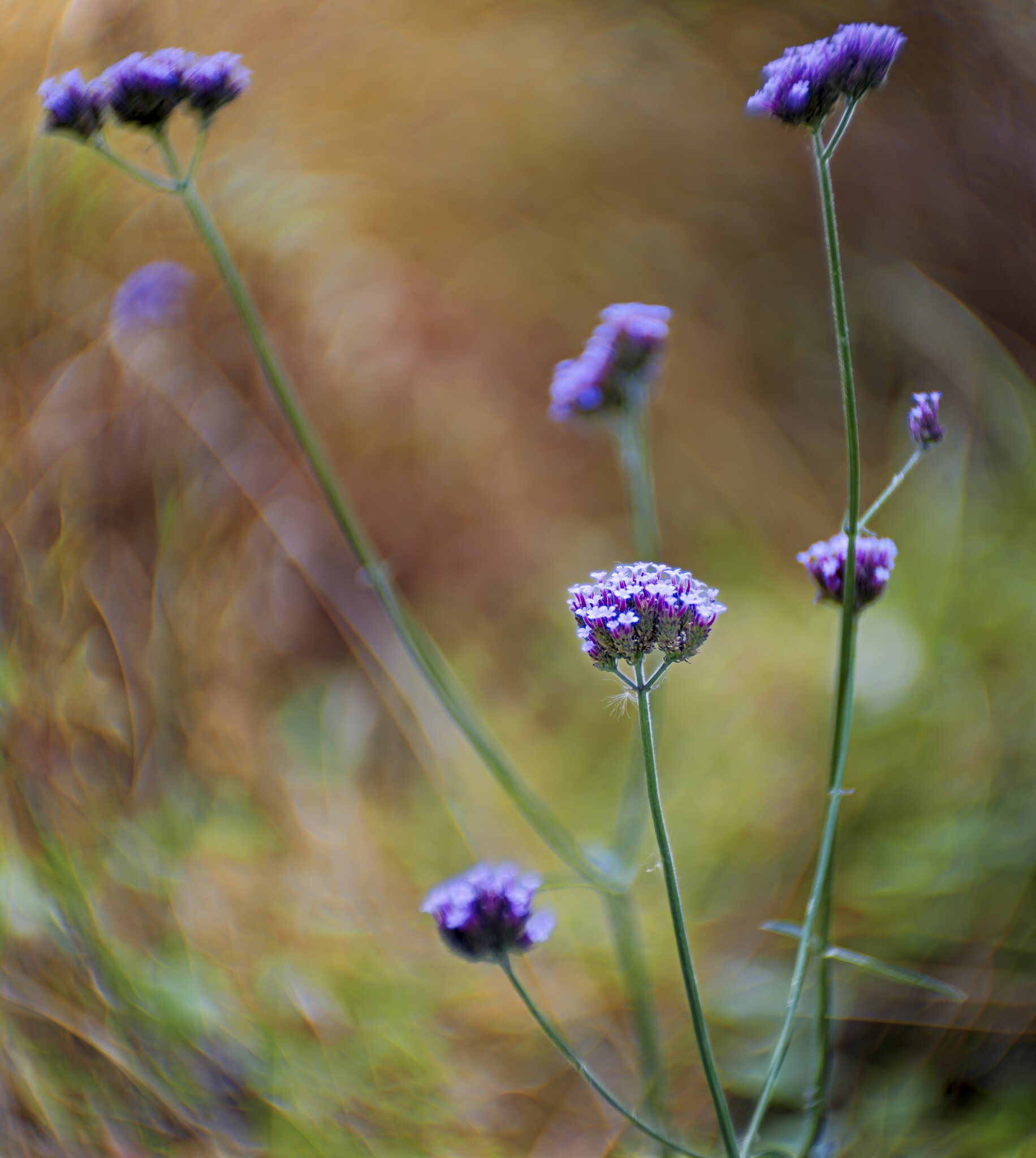 Purple2.jpg