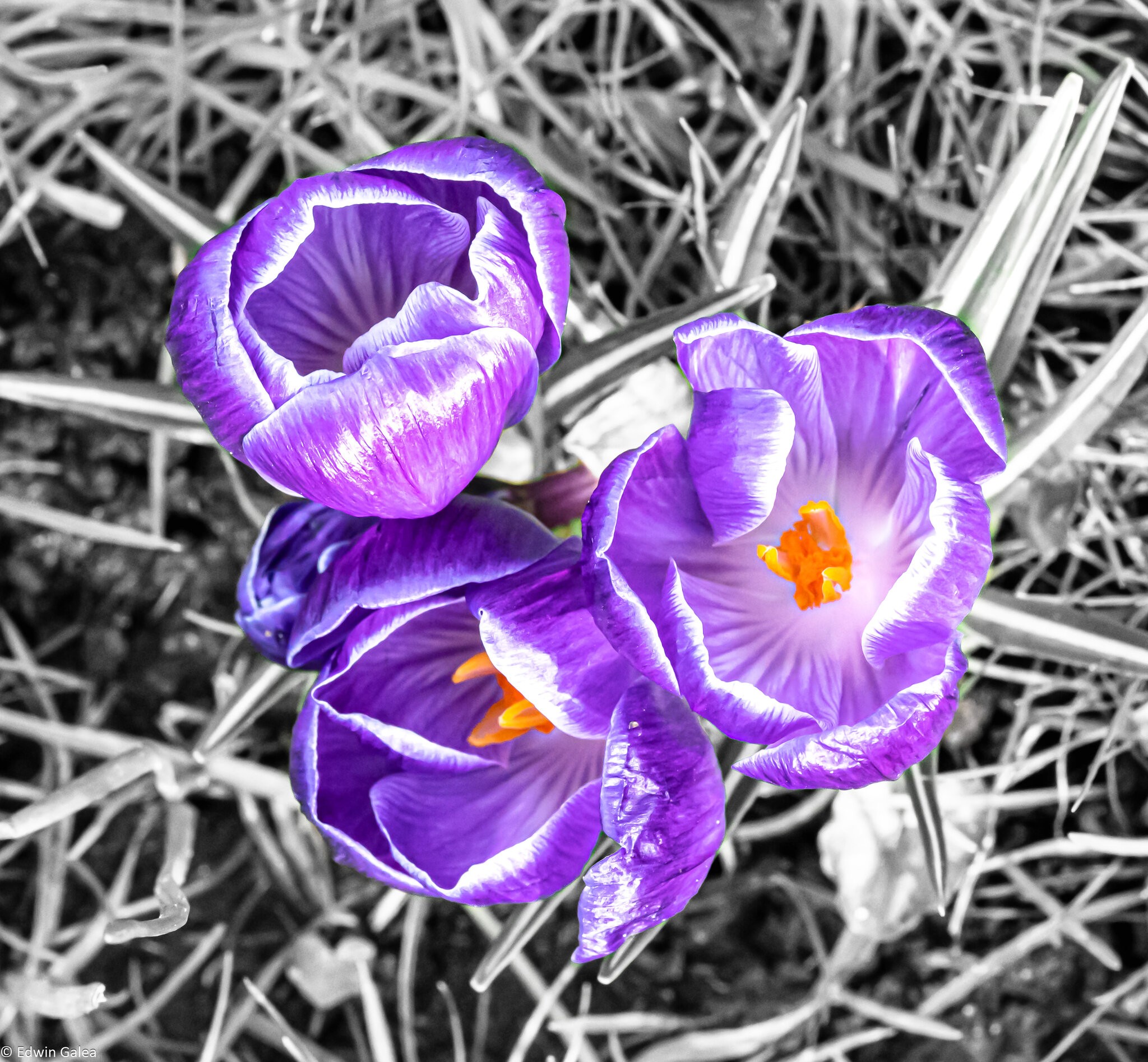 purple_crocous_bw_background-1.jpg