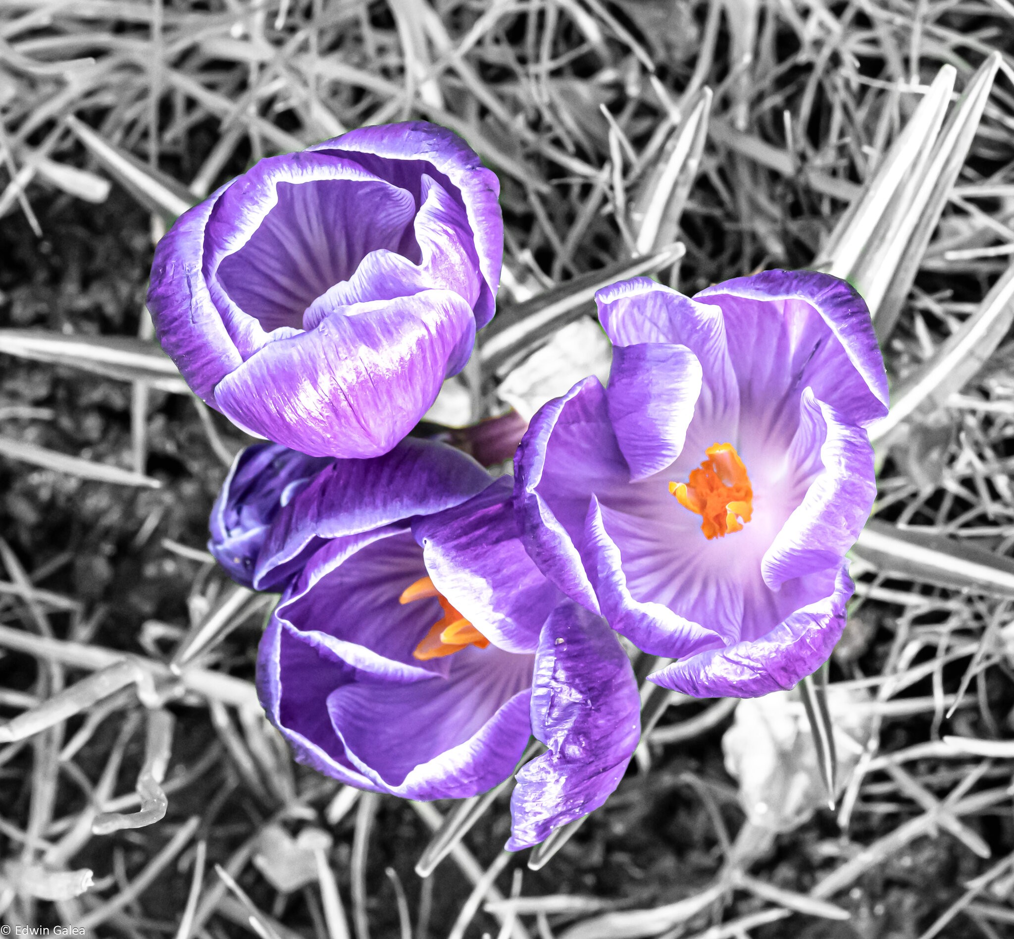 purple_crocous_bw_background-2.jpg