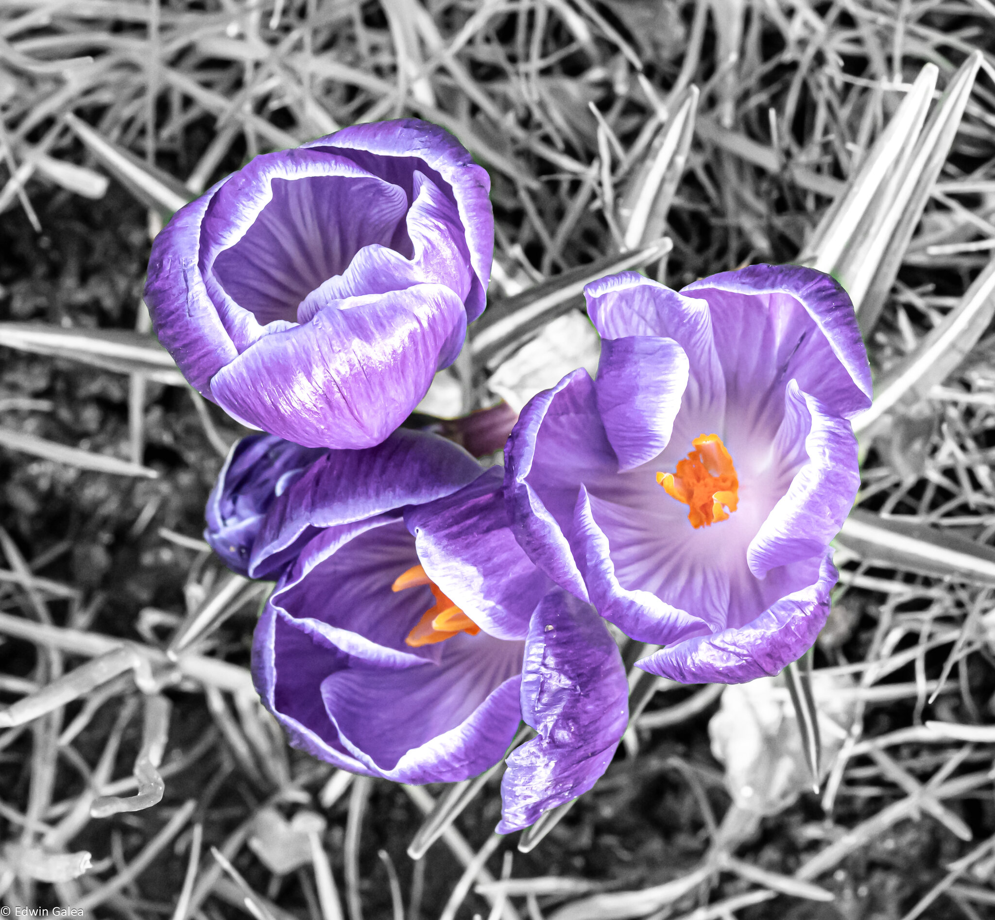 purple_crocous_bw_background-3.jpg