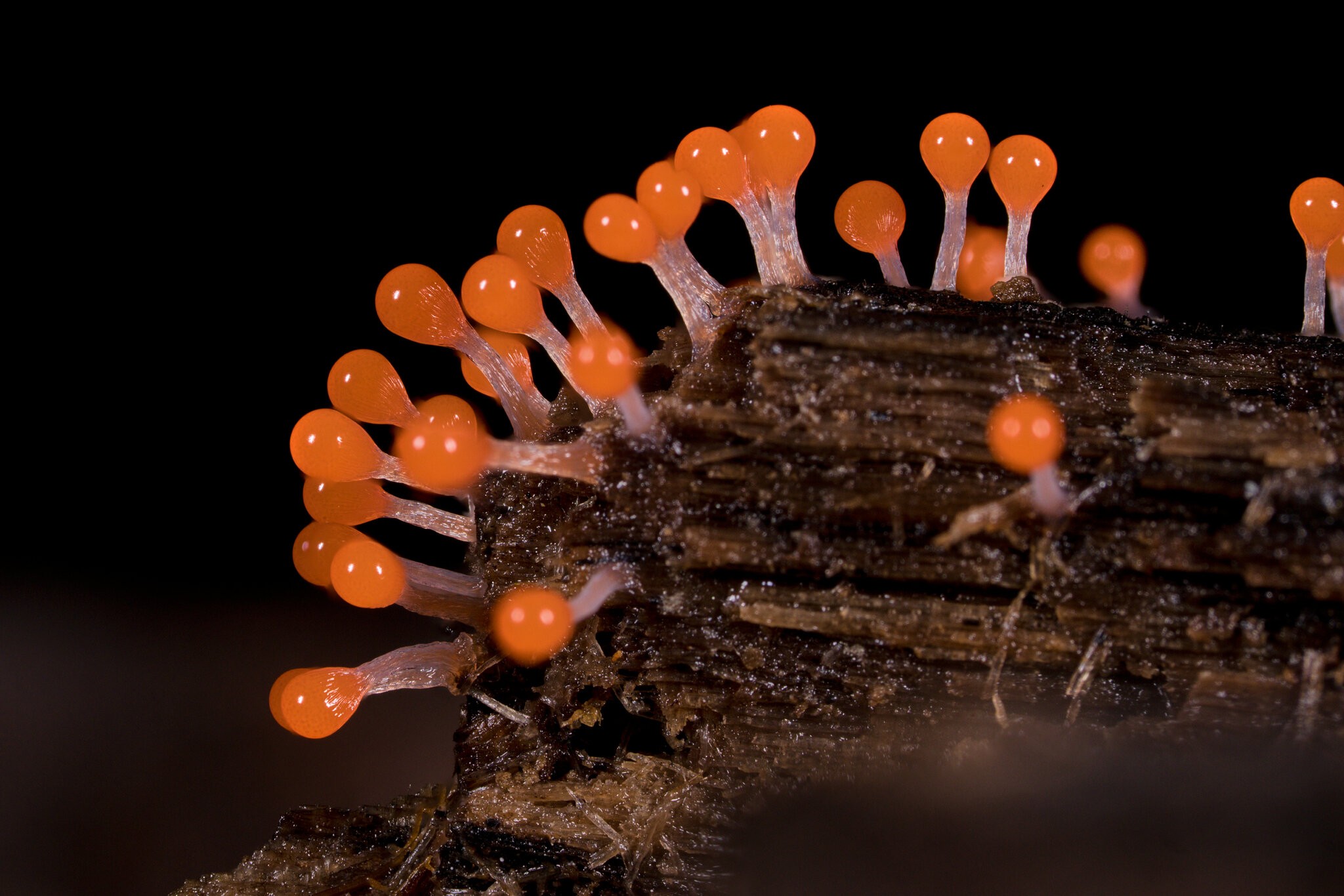 Push Pin Slime Mold - Arden Woods - 08092026 - 01.jpg