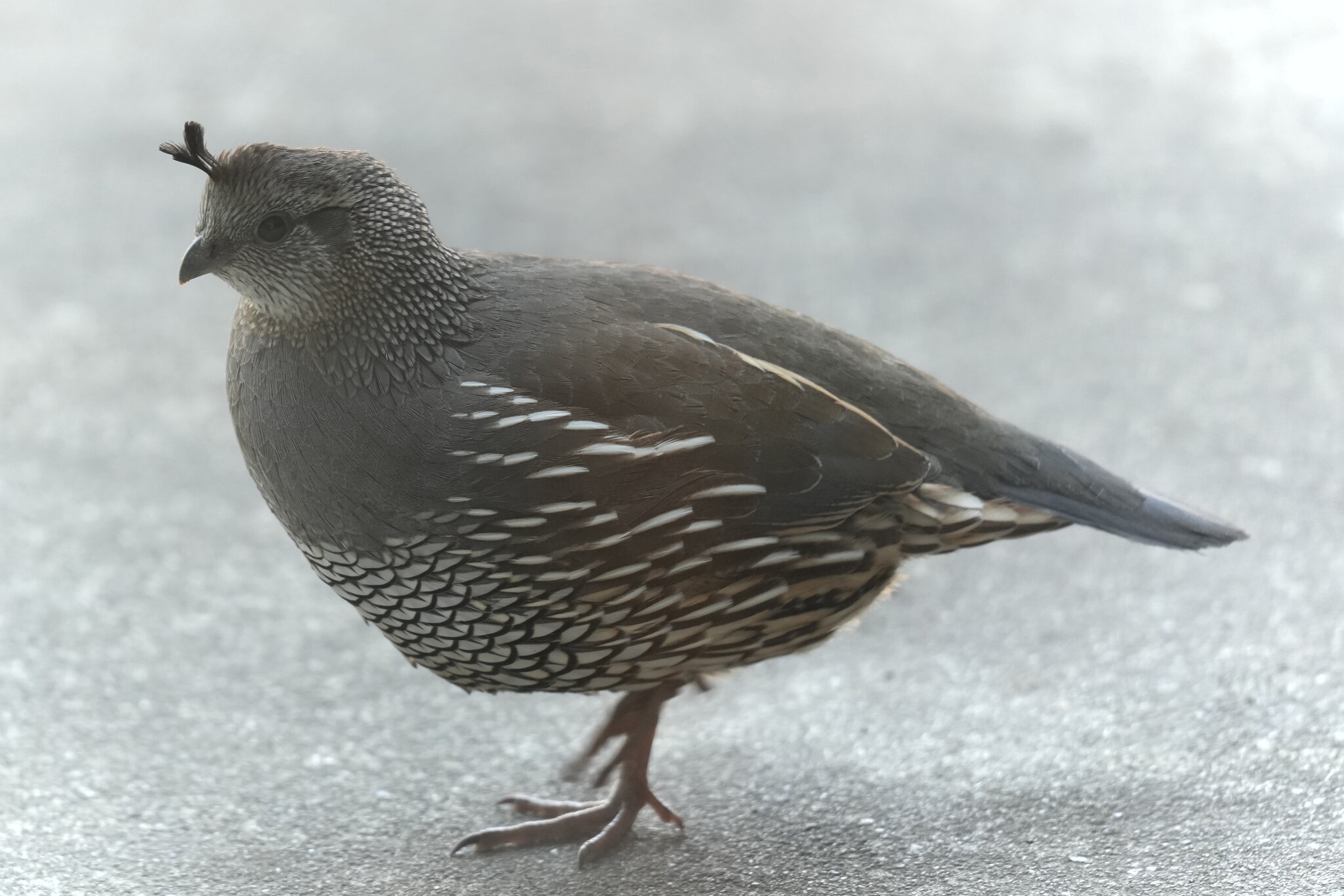 Quail Visit.JPG