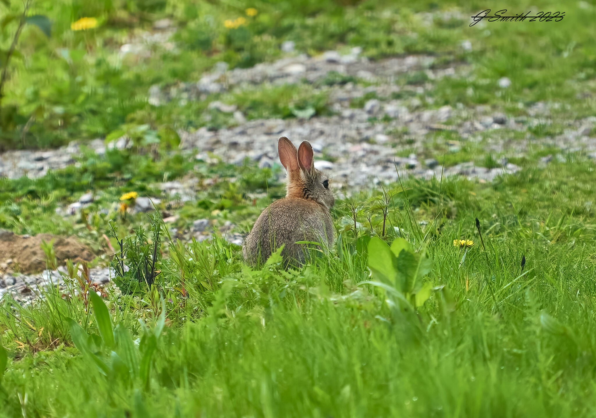 rabbit 2023 1.jpg