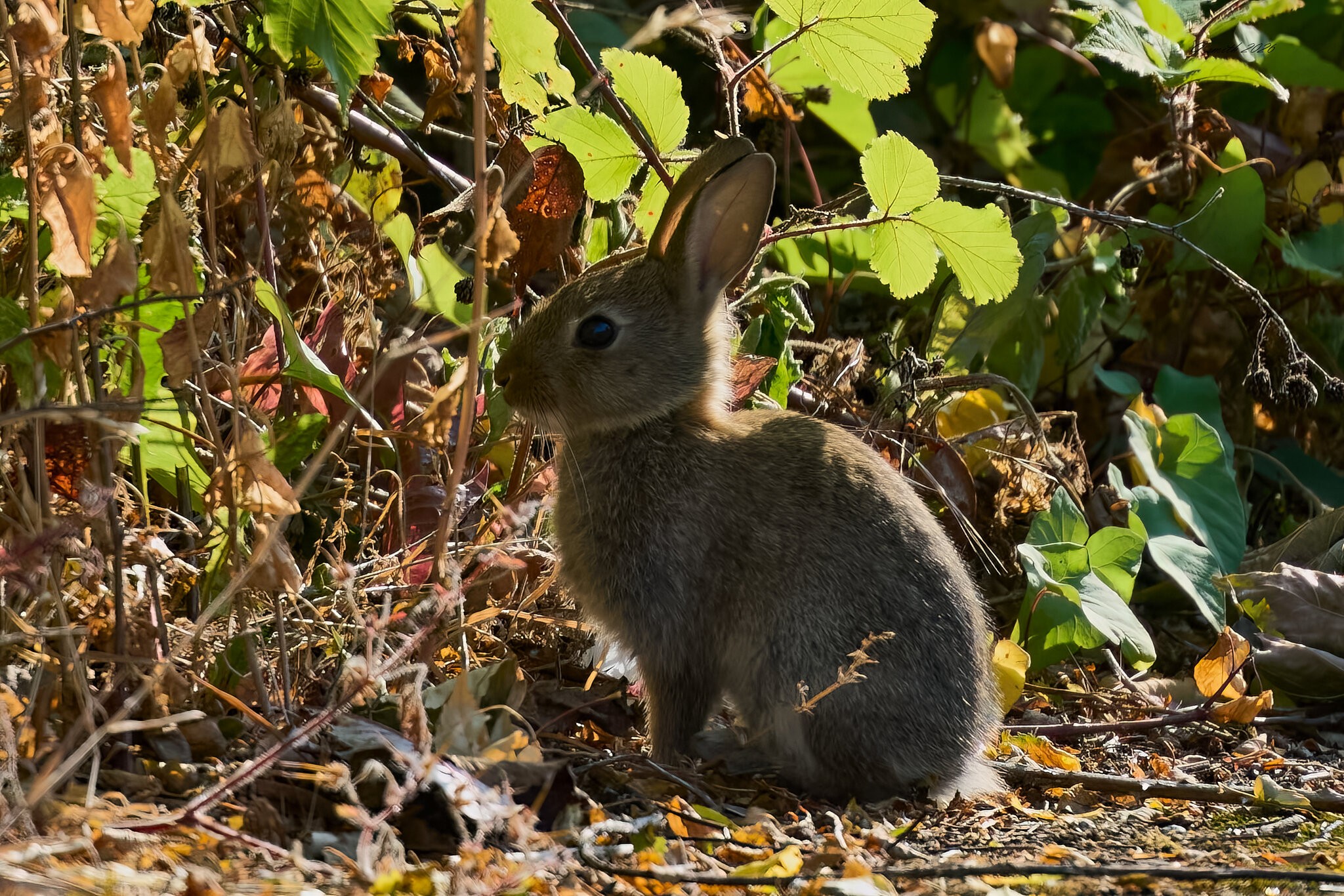 rabbit 2026.jpg