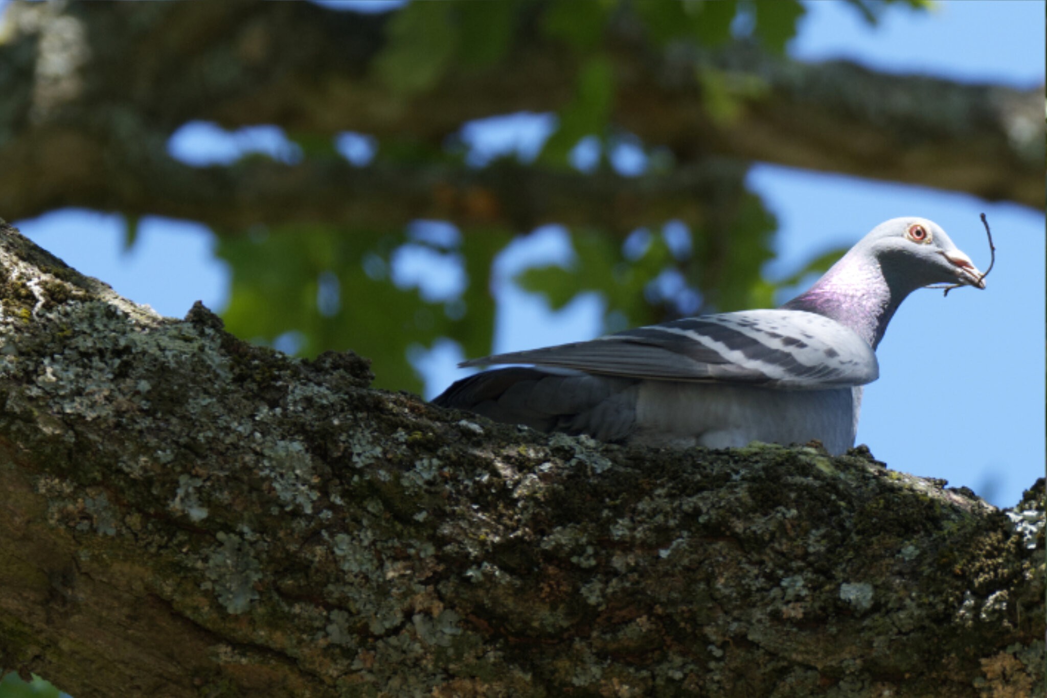 Racing Pigeon Nest Gathering.jpg