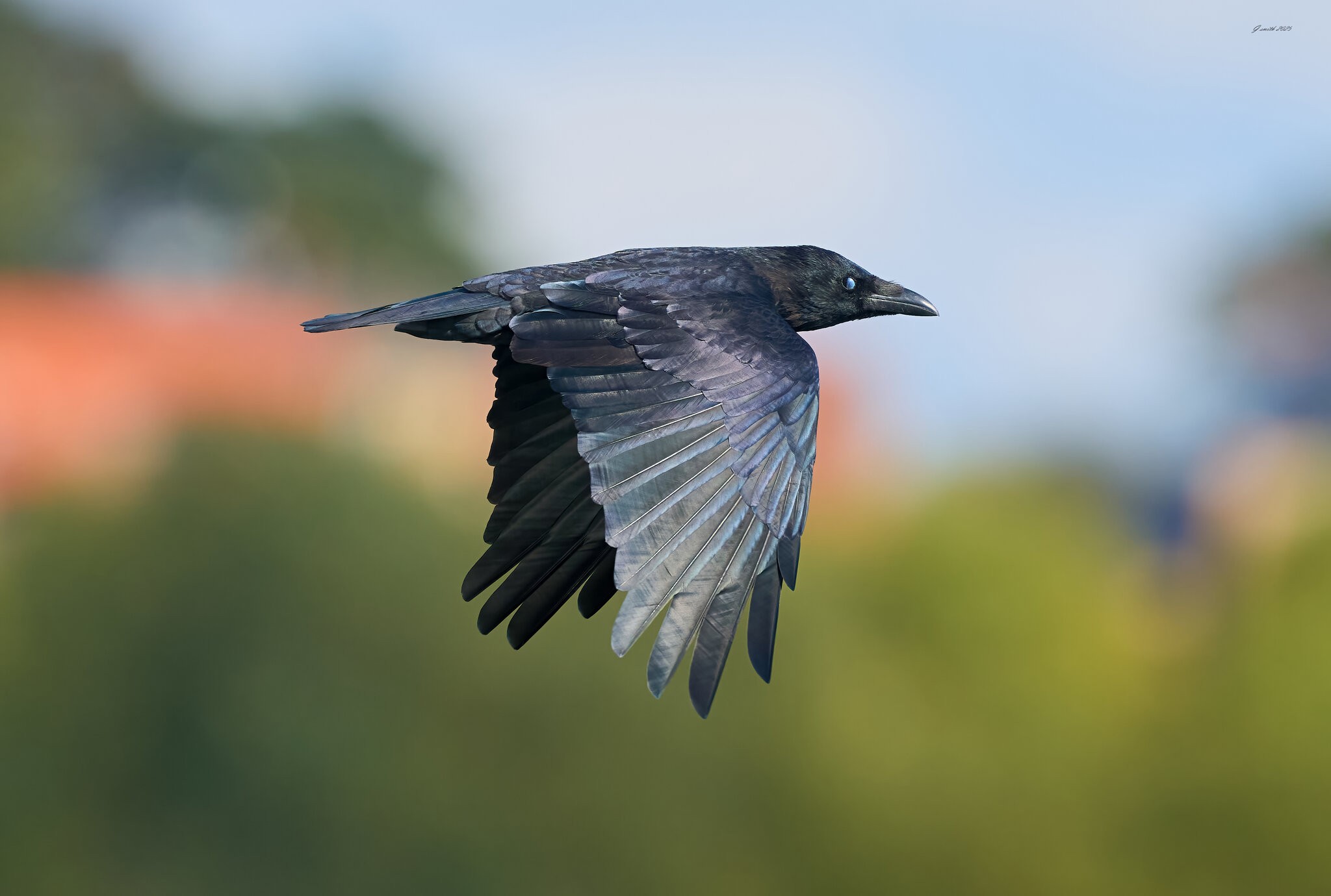 raven 2025 .jpg