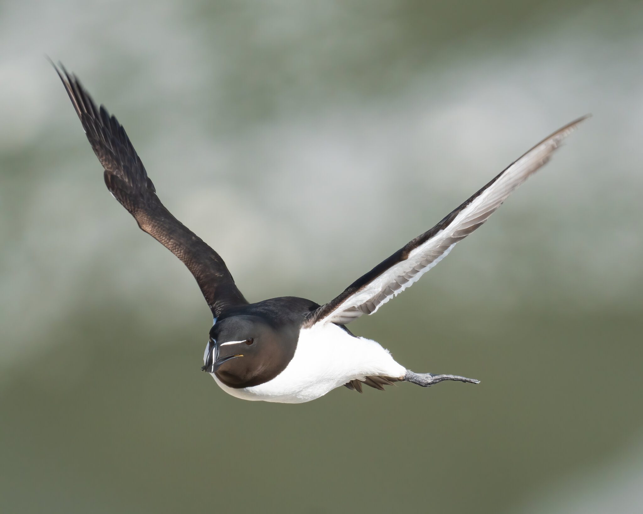 Razorbill.jpg