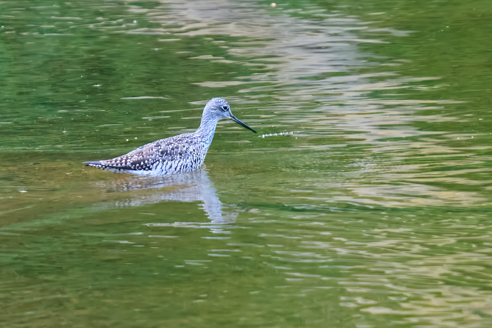 RDN - AA_08196 - rDN_1.jpg